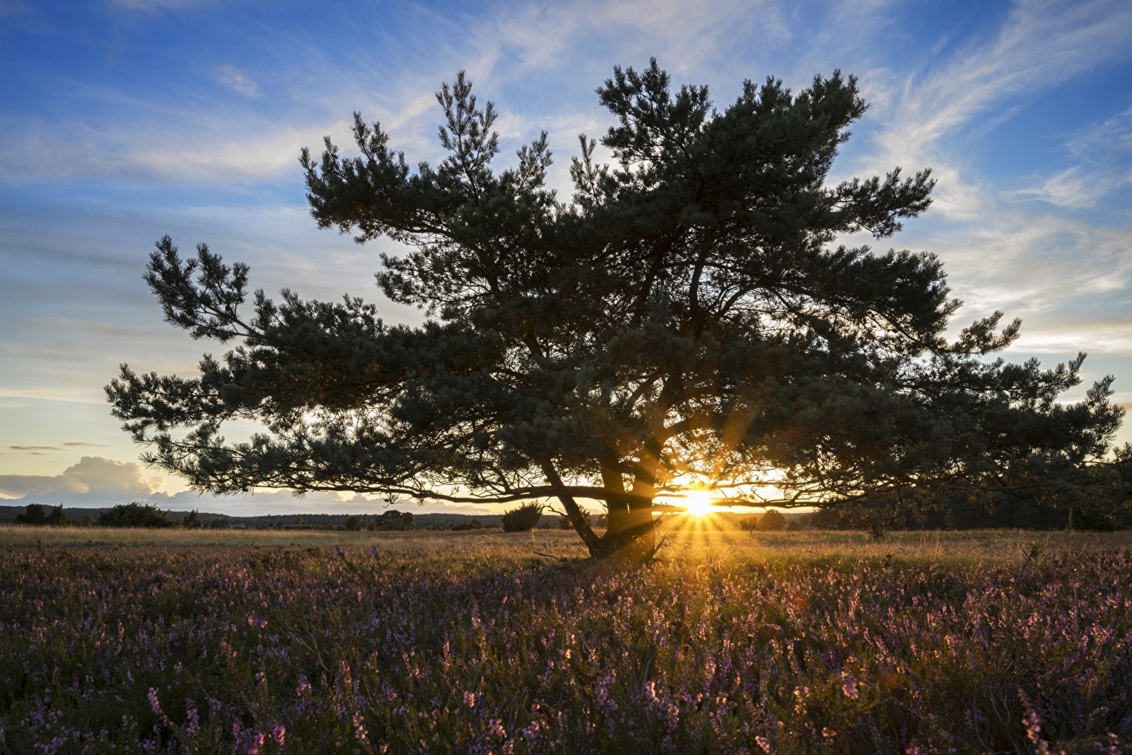 Lüneburger Heide mit Heideblüte im Abendlicht