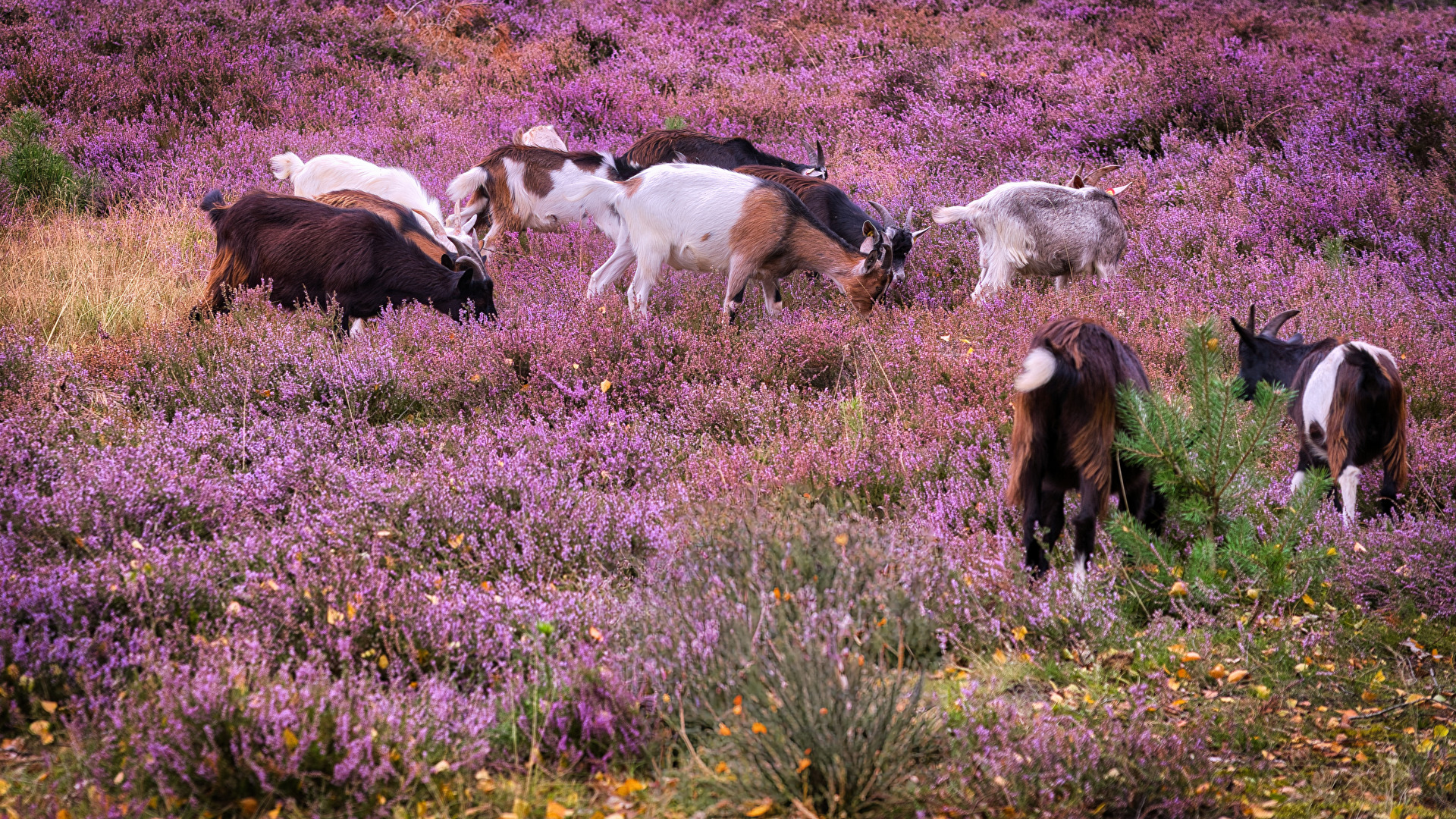 Nicht nur Heidschnucken bearbeiten die Heide