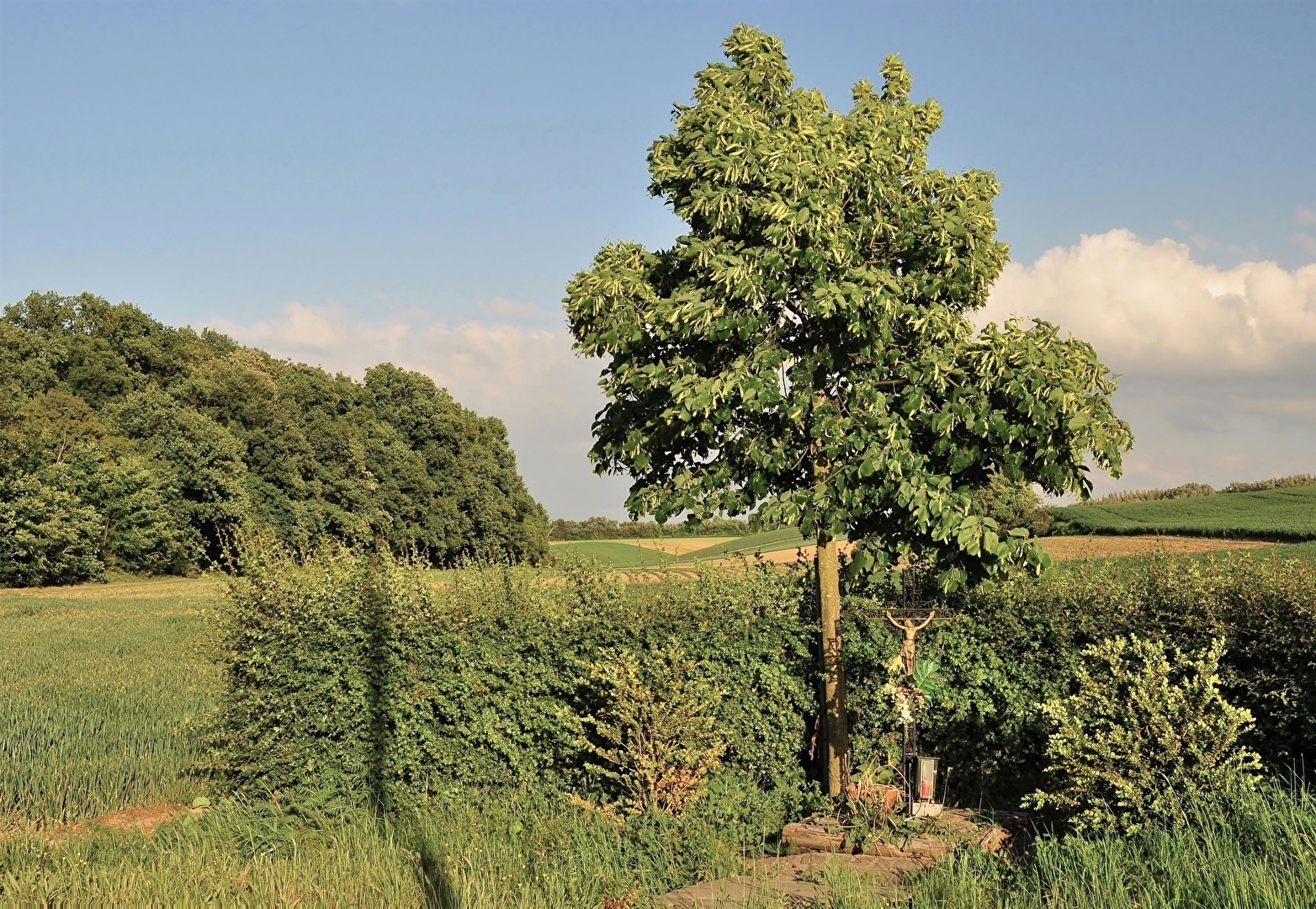 " Feld - Kreuz "