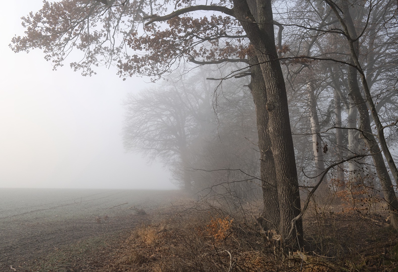 Morgennebel