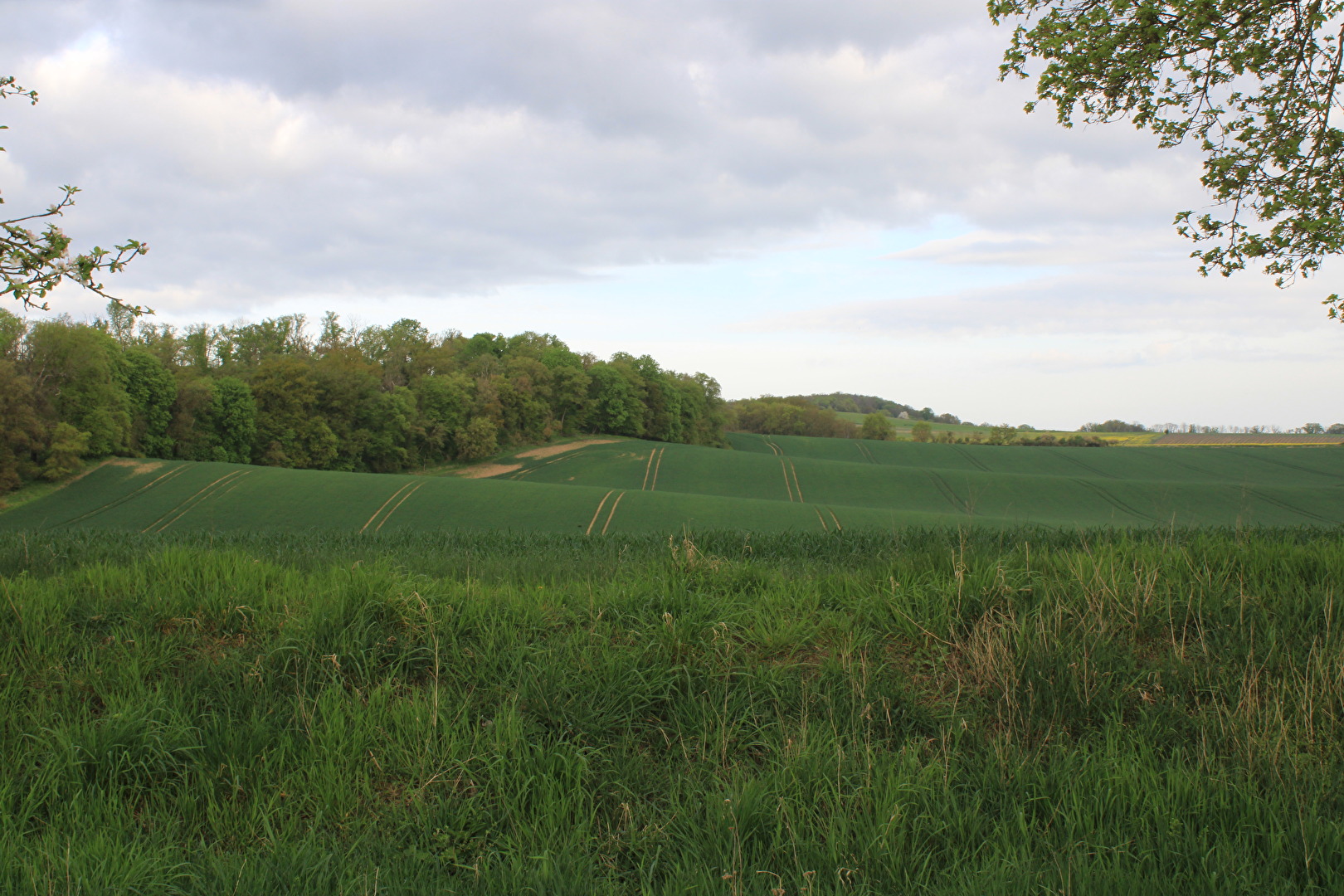 Ein welliges Feld