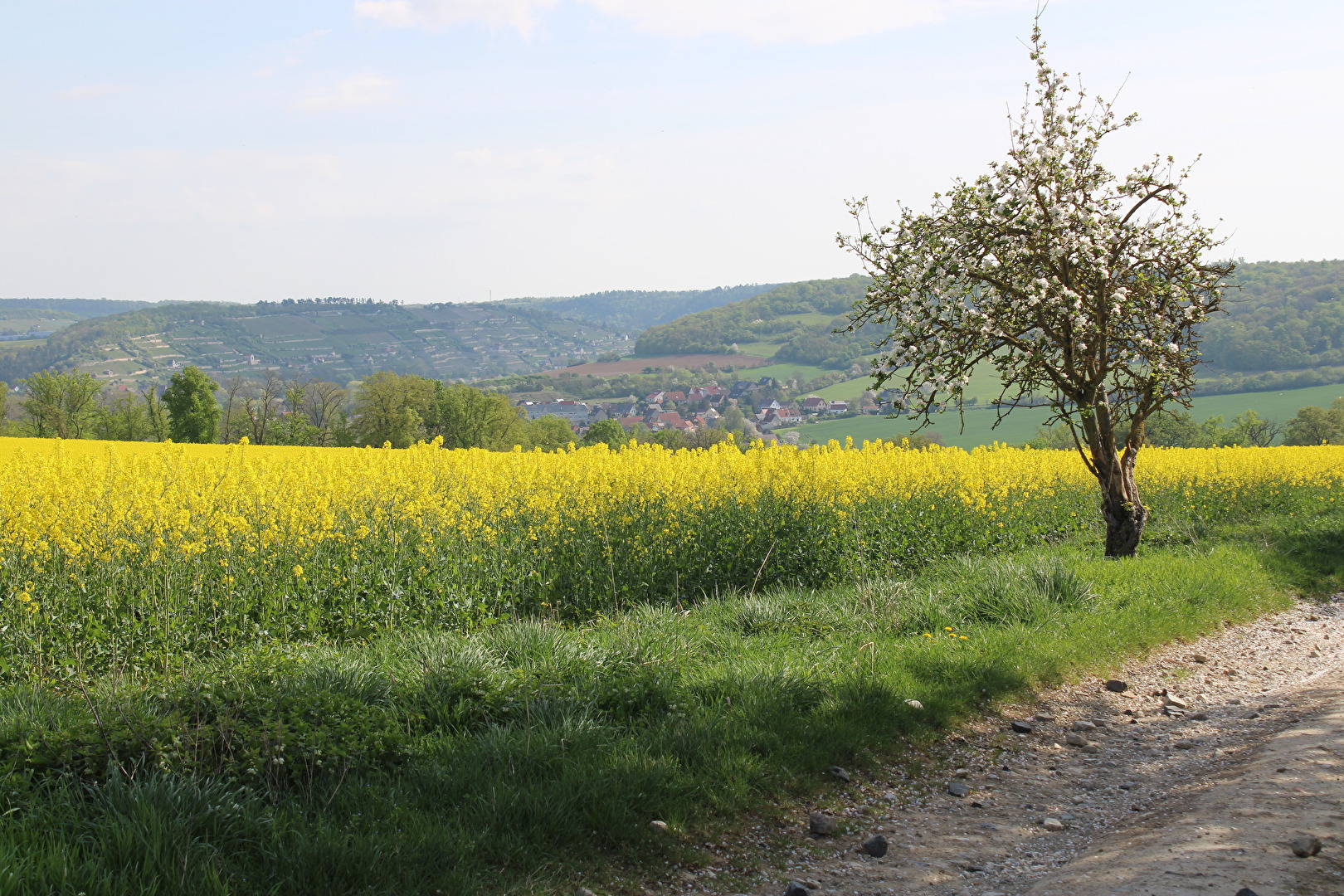 Ein Rapsfeld