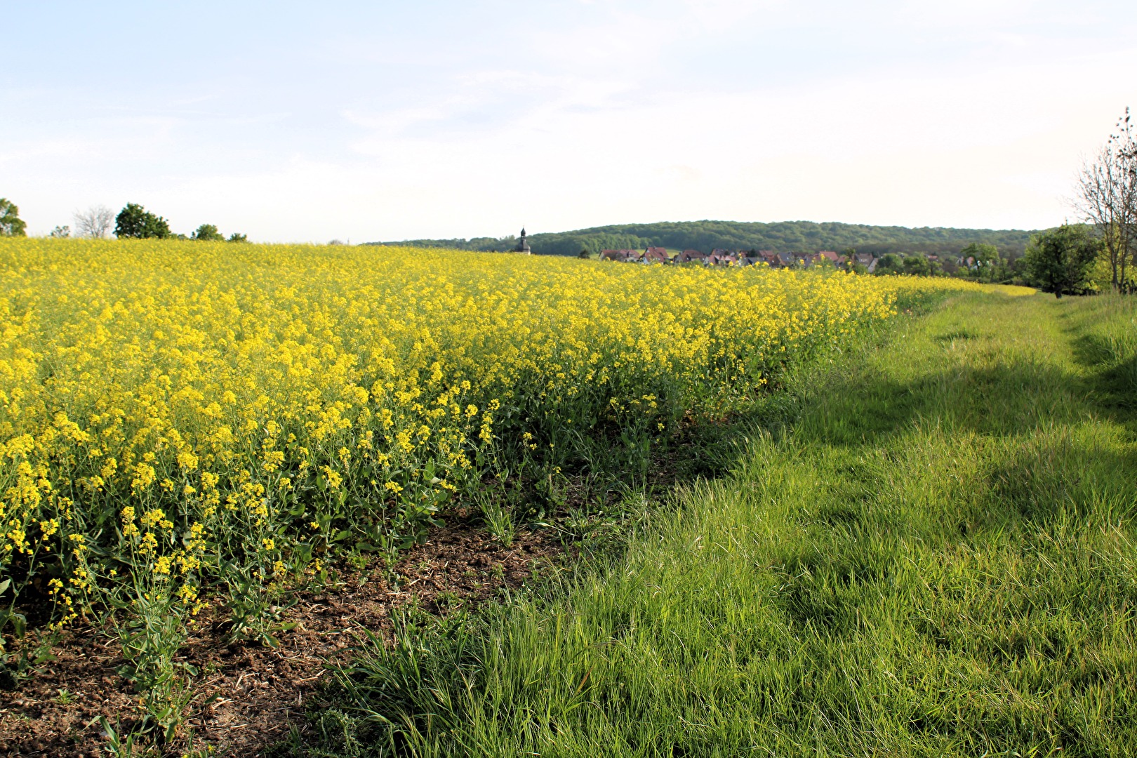 Weites Rapsfeld