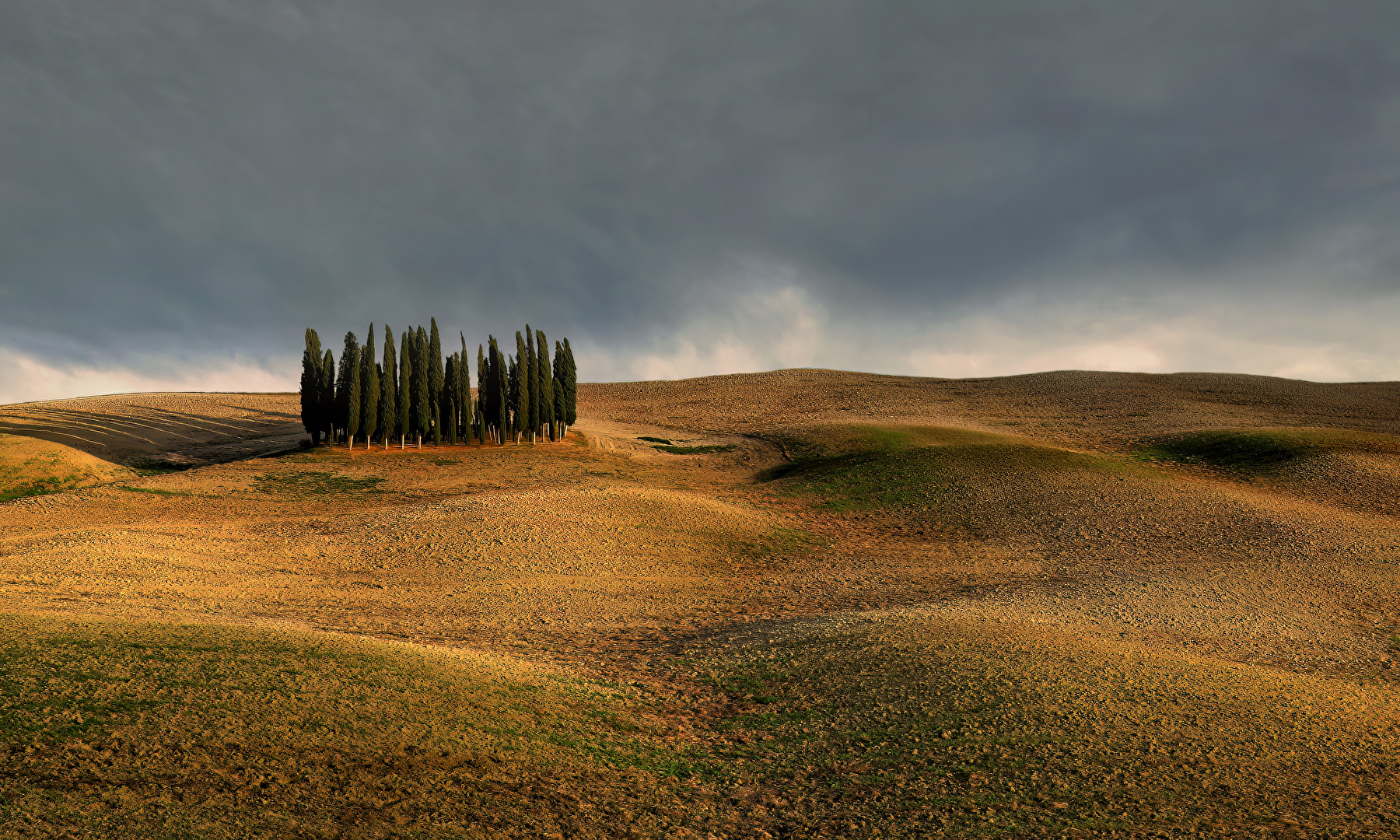 Cipressi Forest