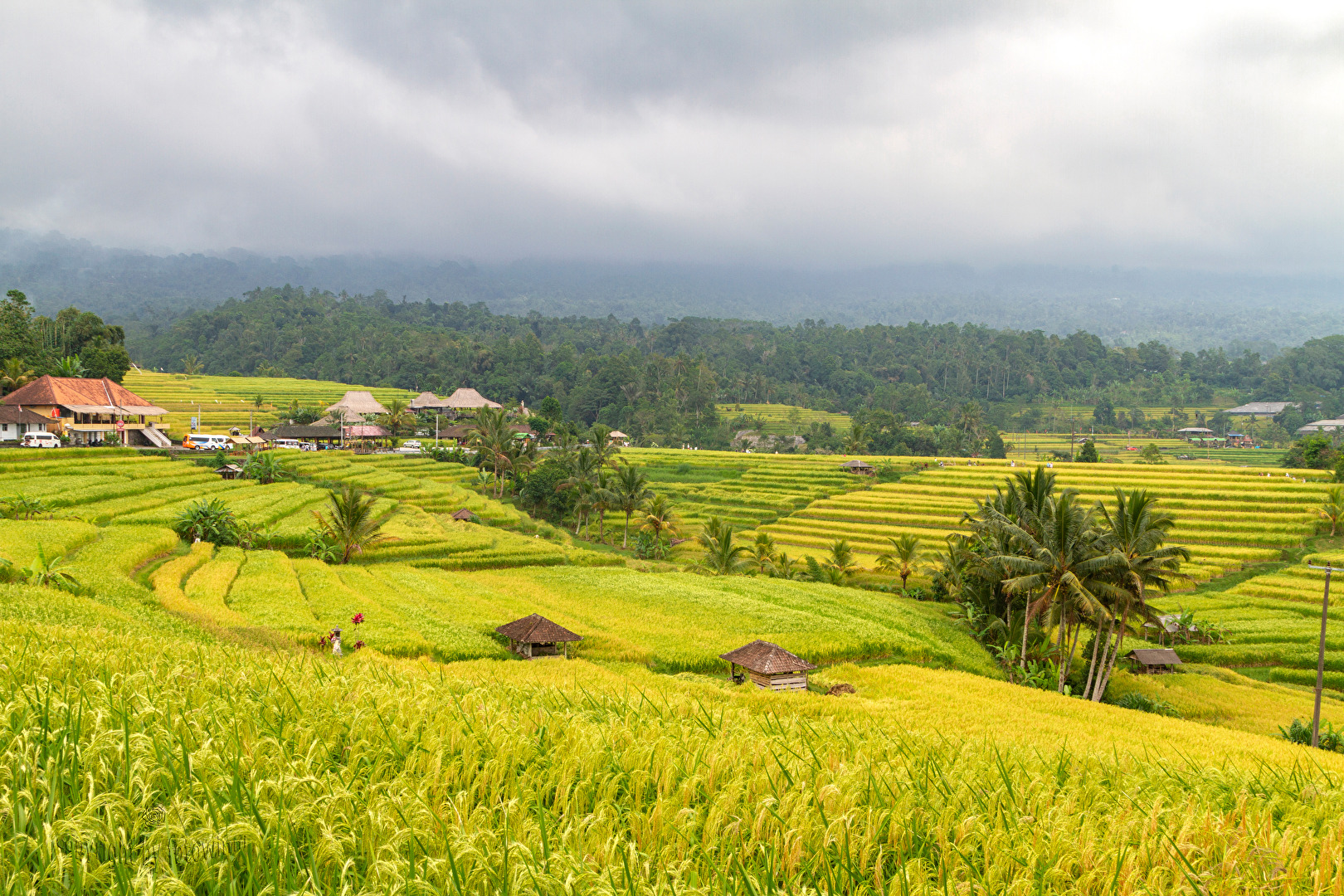 Bali - Reisfelder in Jatiluwih