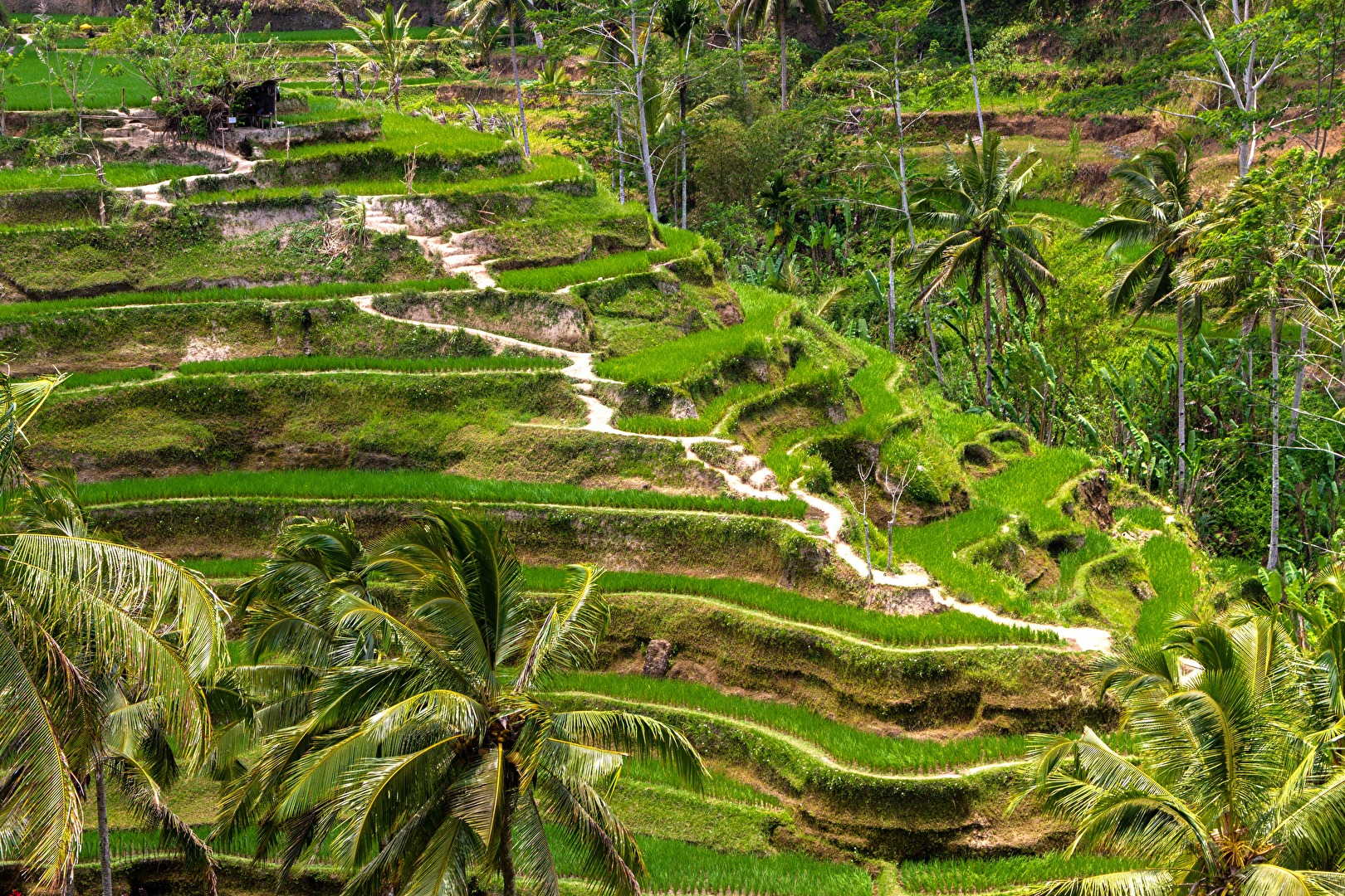 Bali - #Grün - Reisfelder in Tegallalan