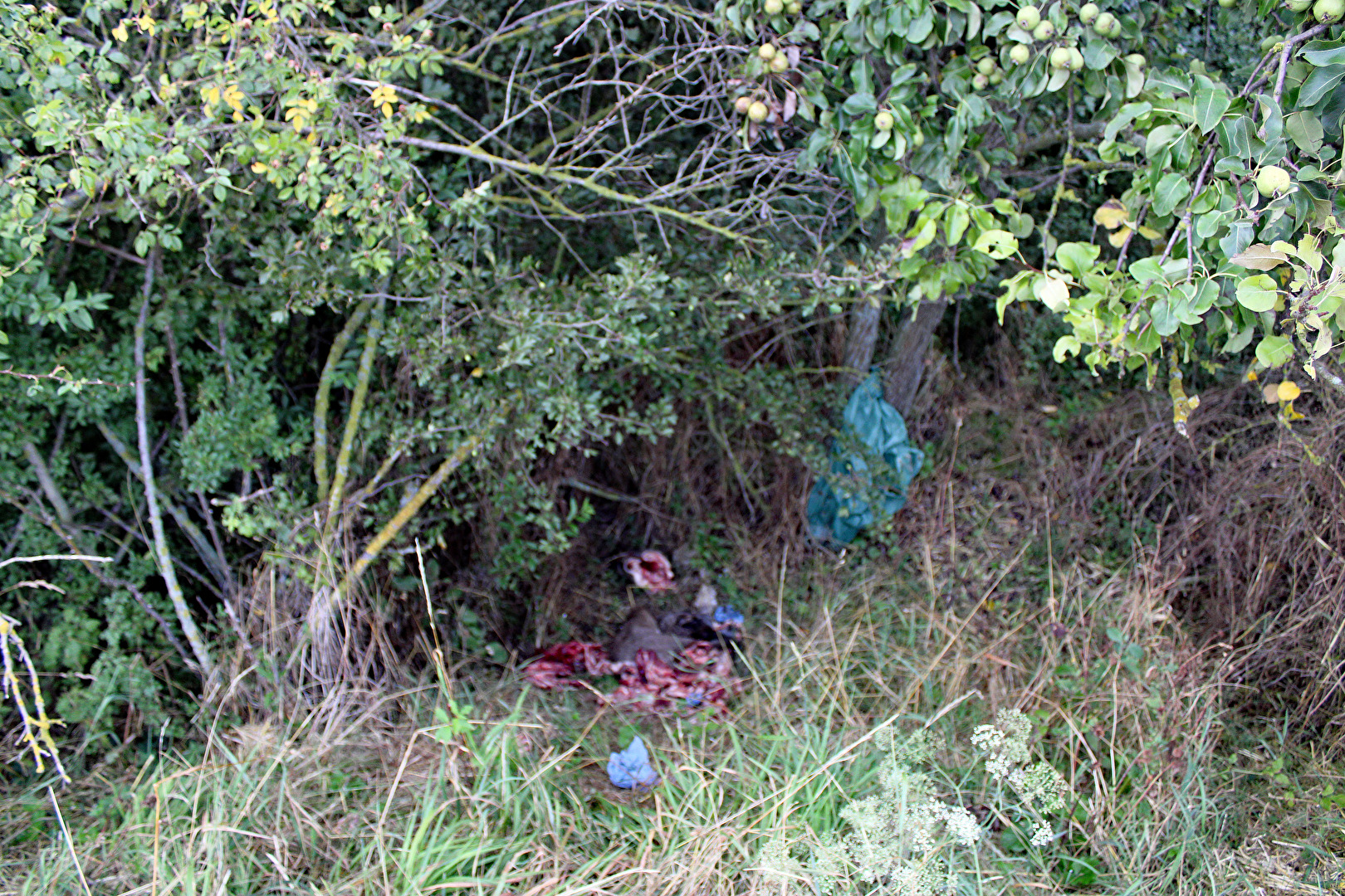 Sehr traurige Bilder, nichts für weiche Gemüter.