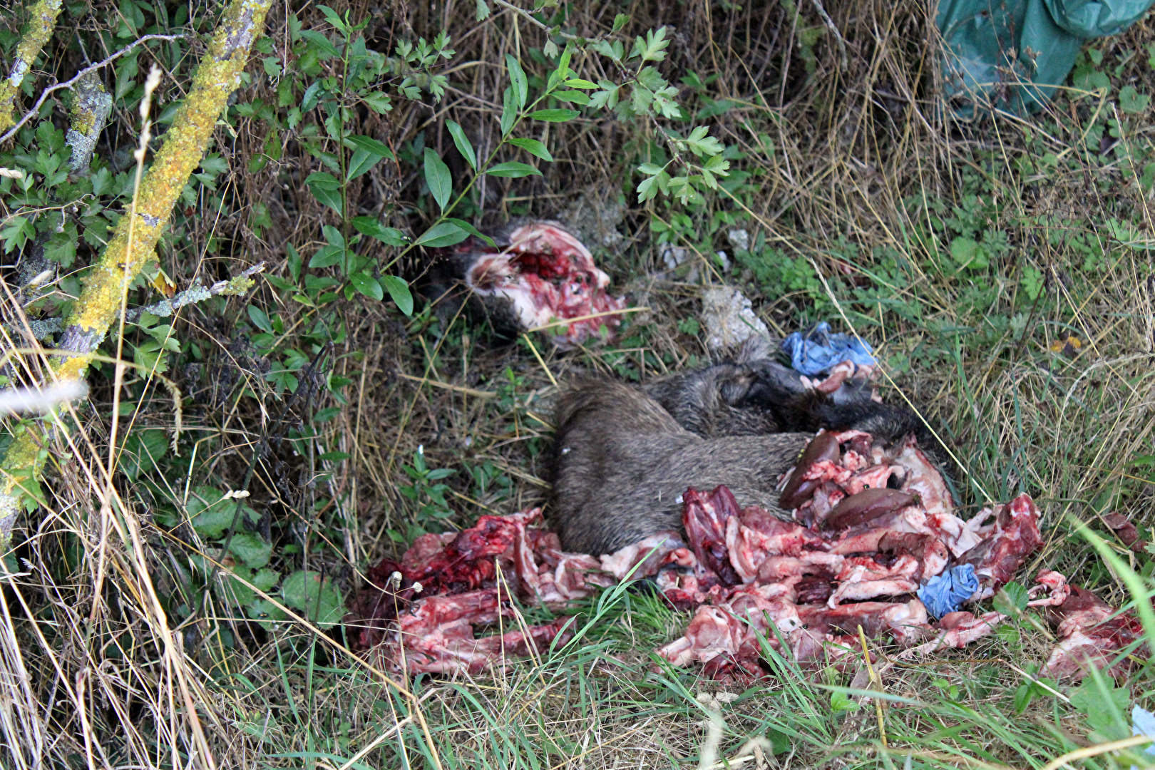 Sehr traurige Bilder, nichts für weiche Gemüter.