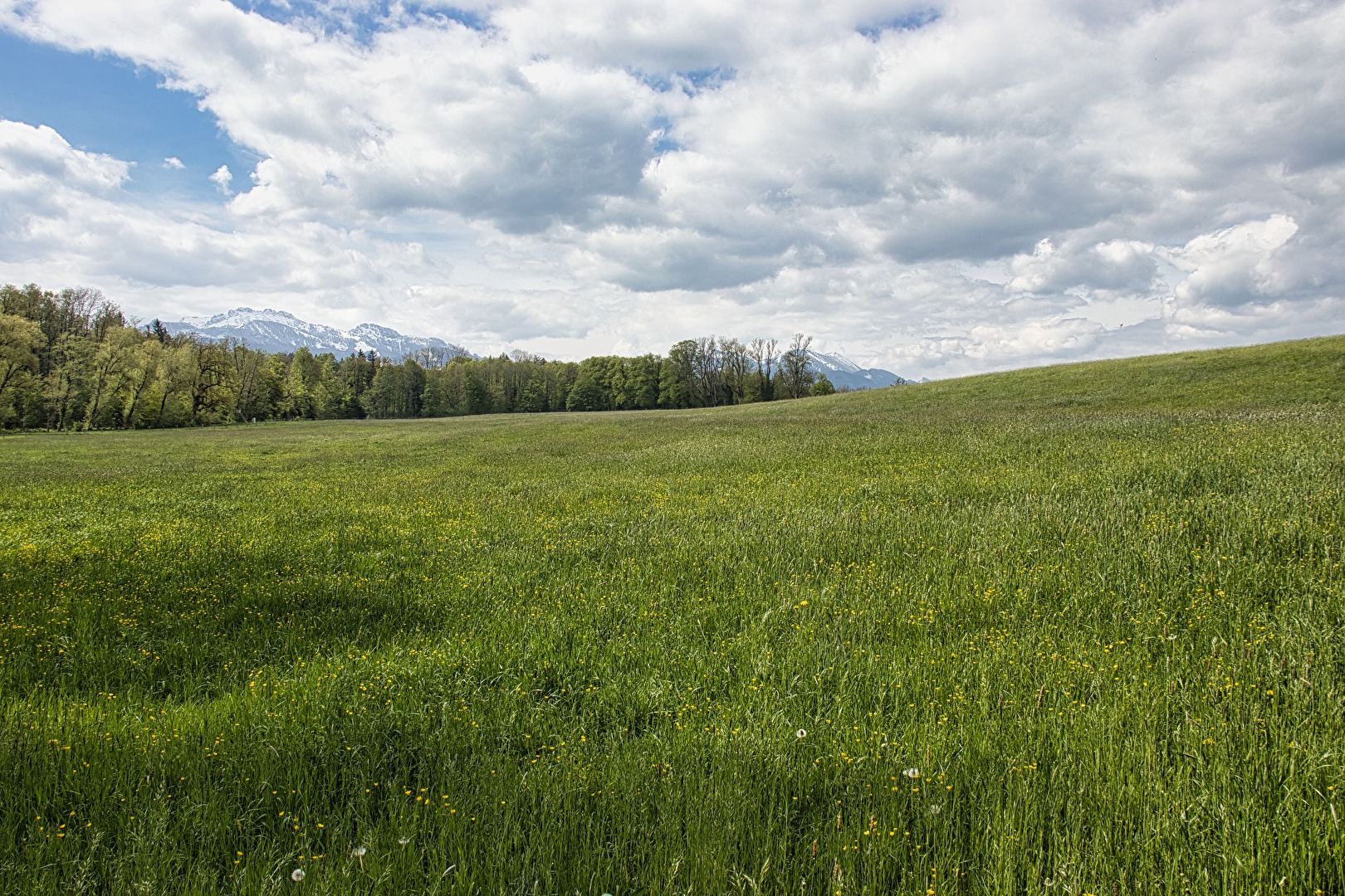 grüne Landschaft