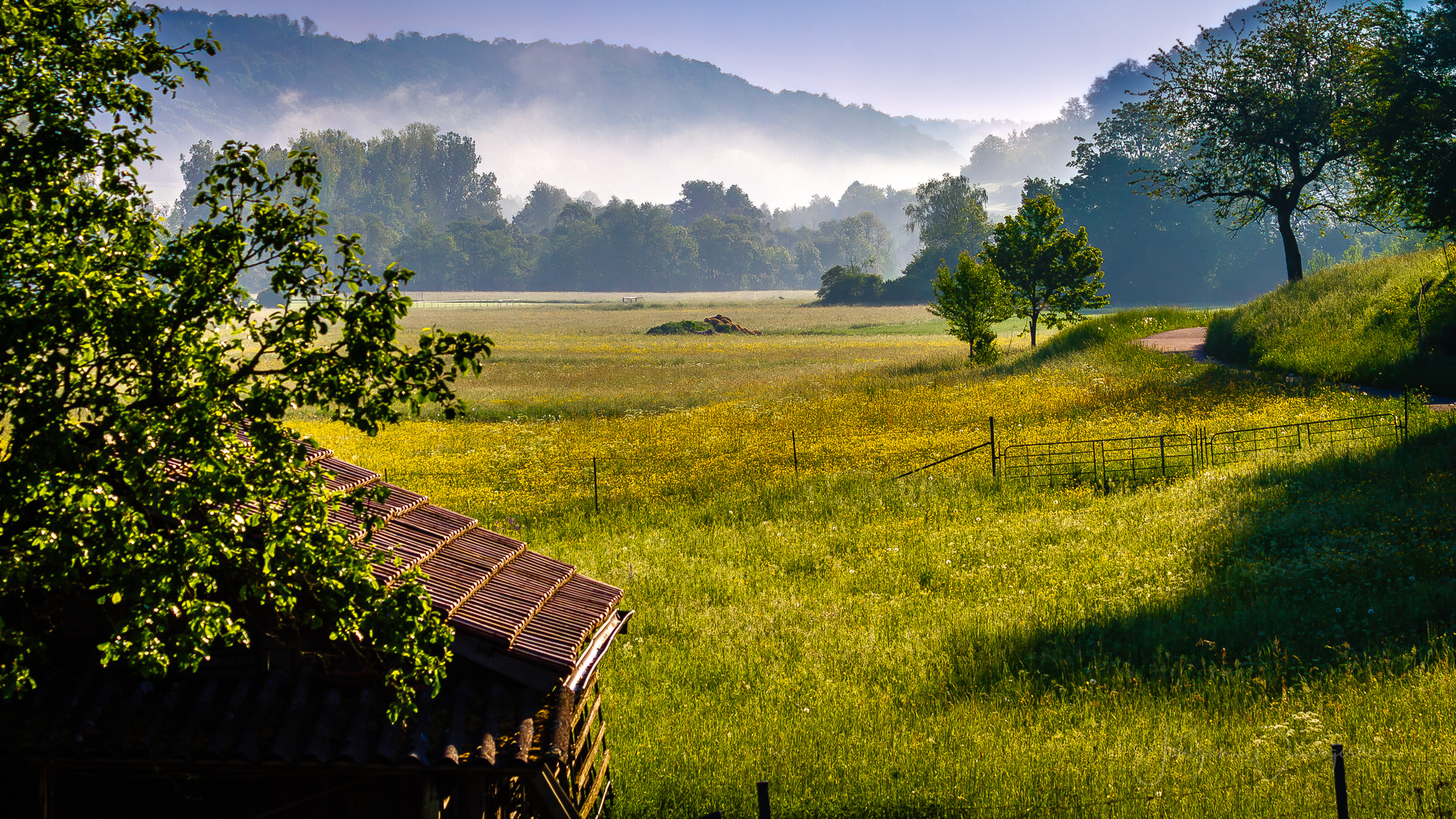Sommermorgen auf der Wiese