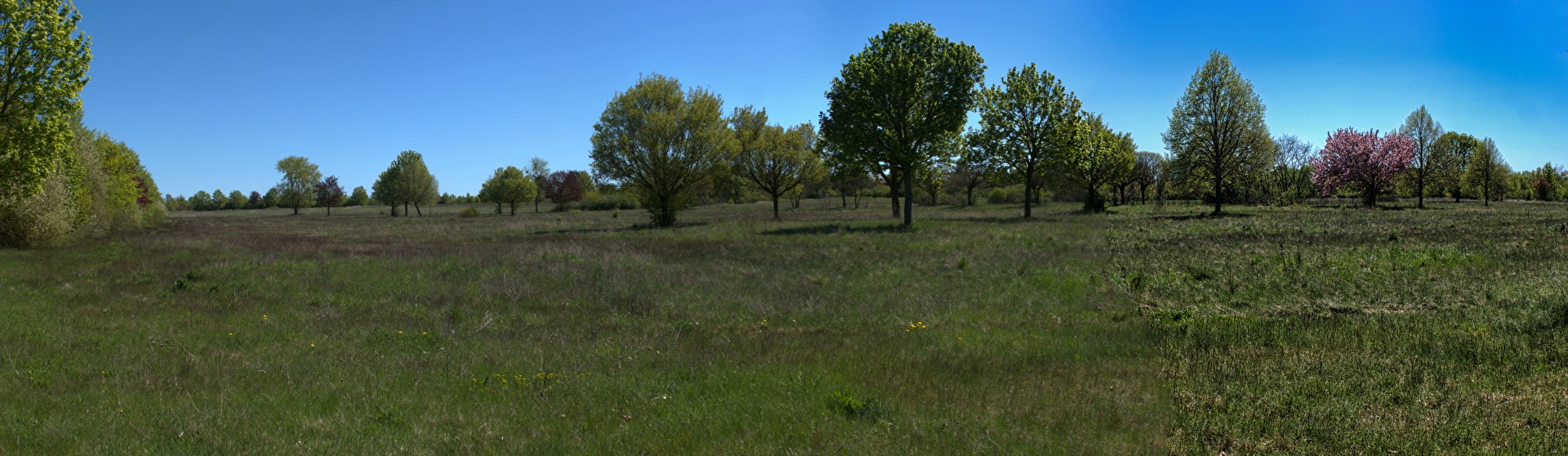 grüne Landschaft