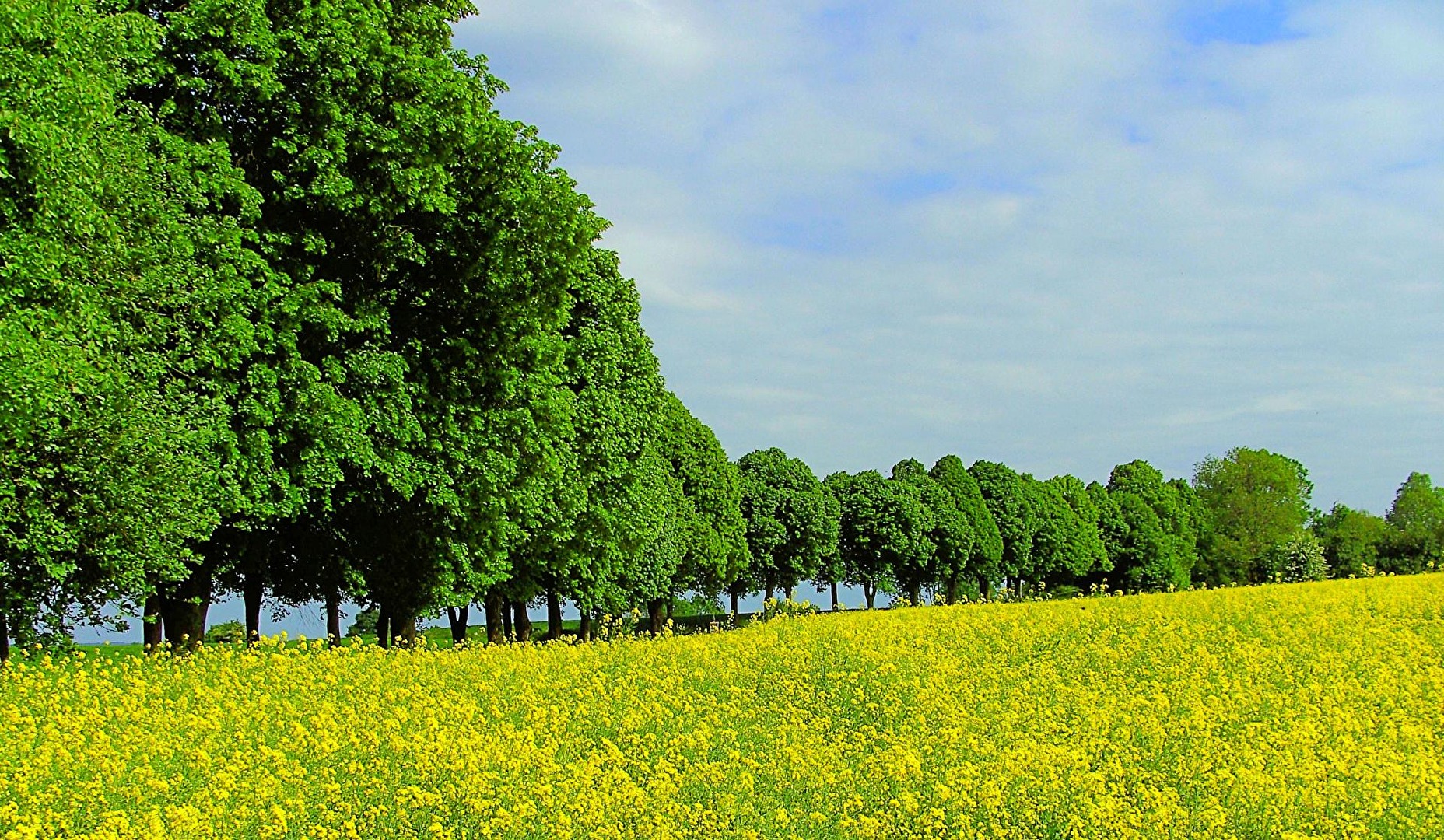 das Rapsfeld an der Lindenallee