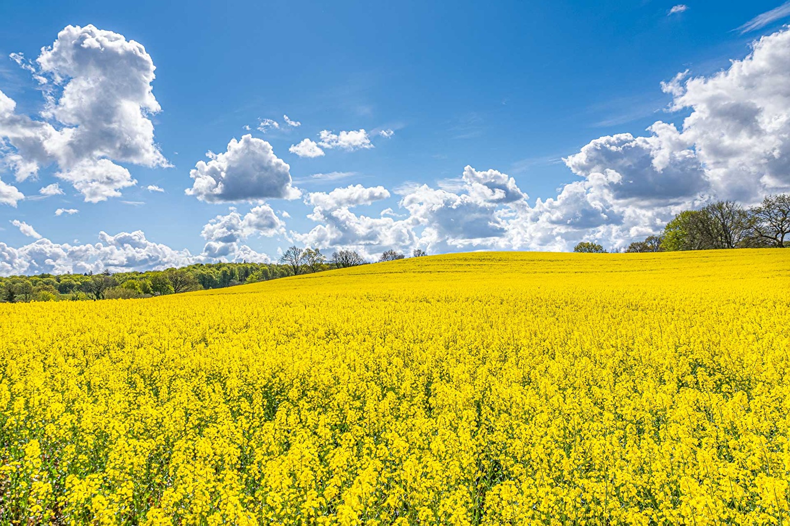 Rapsfeld
