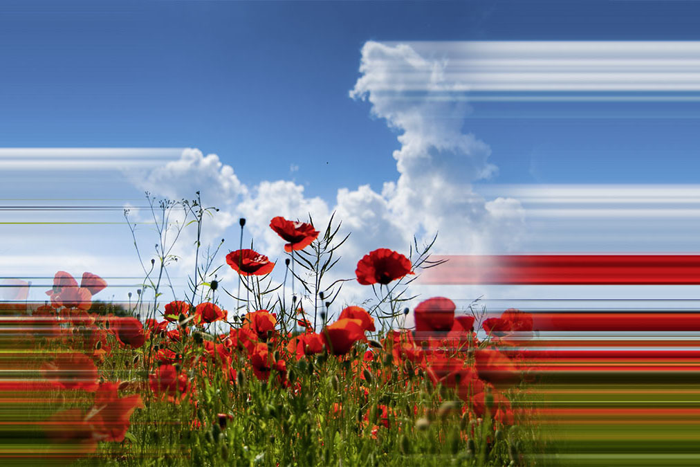 Mohnblüten