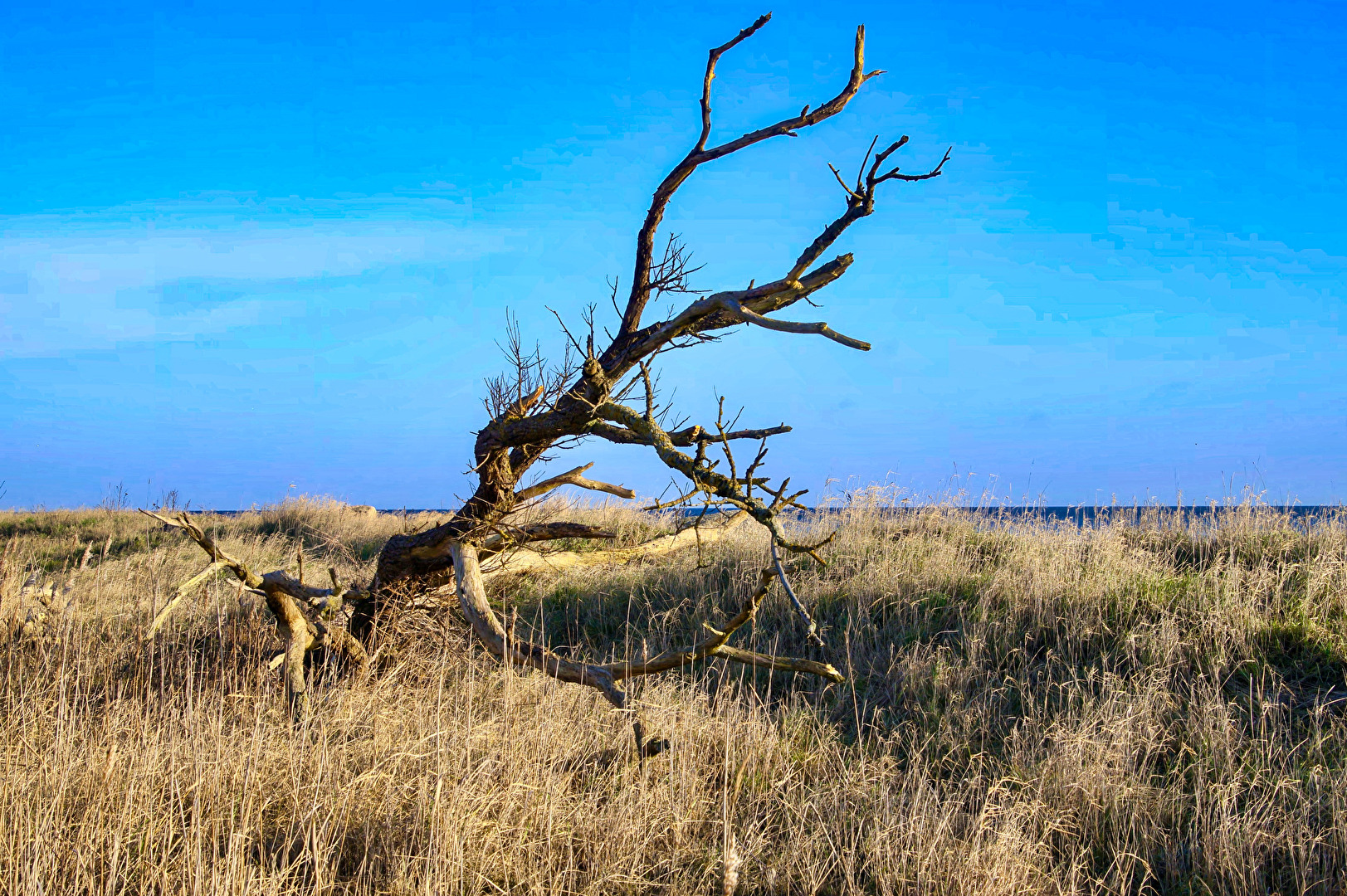 Toter Baum