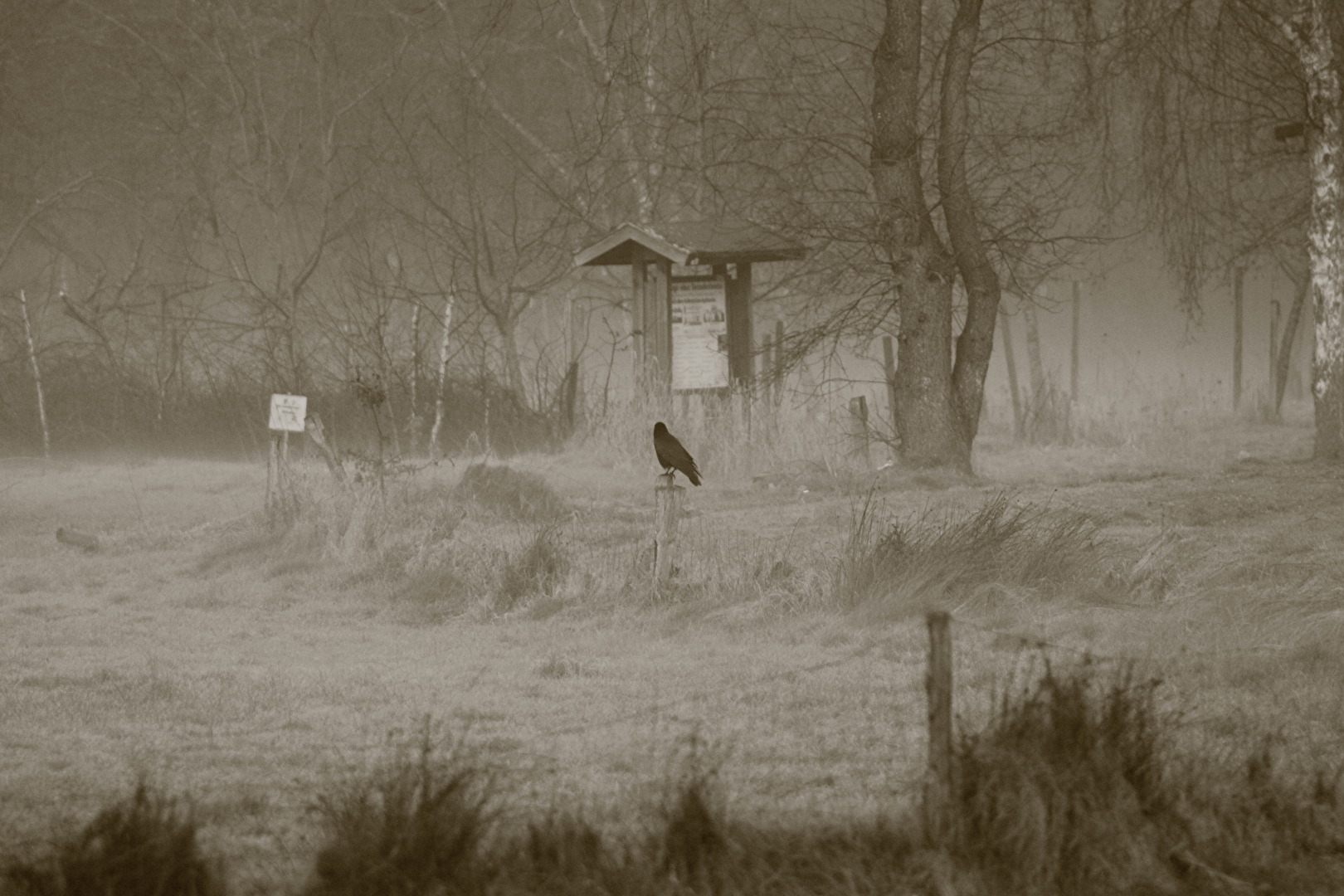Krähe m Morgendunst auf dem Moor