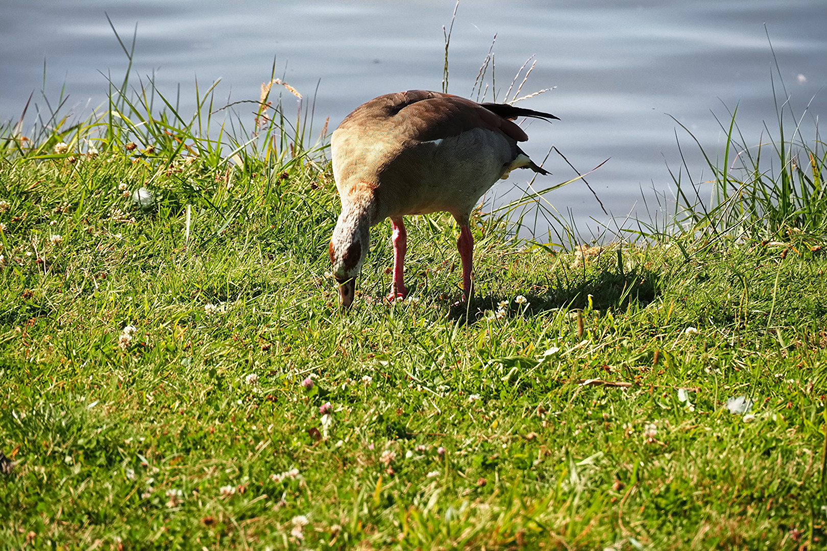 in search of food