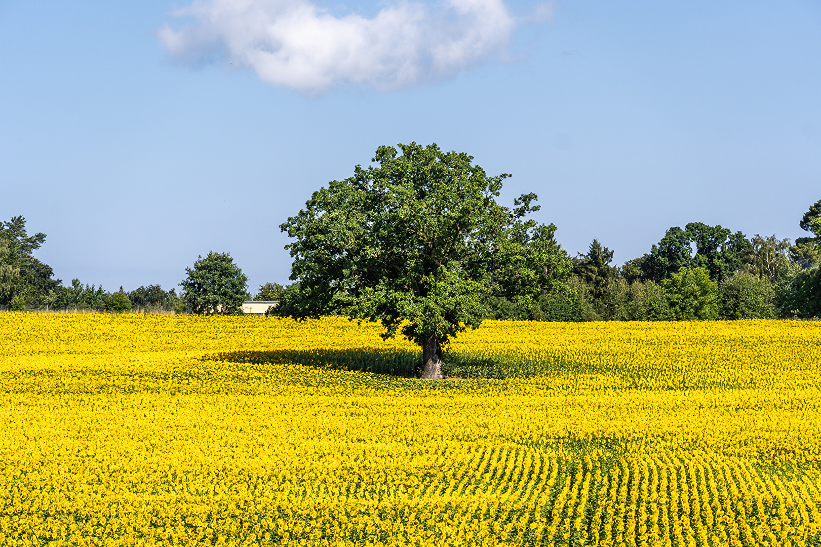 Tree in the sunflower field