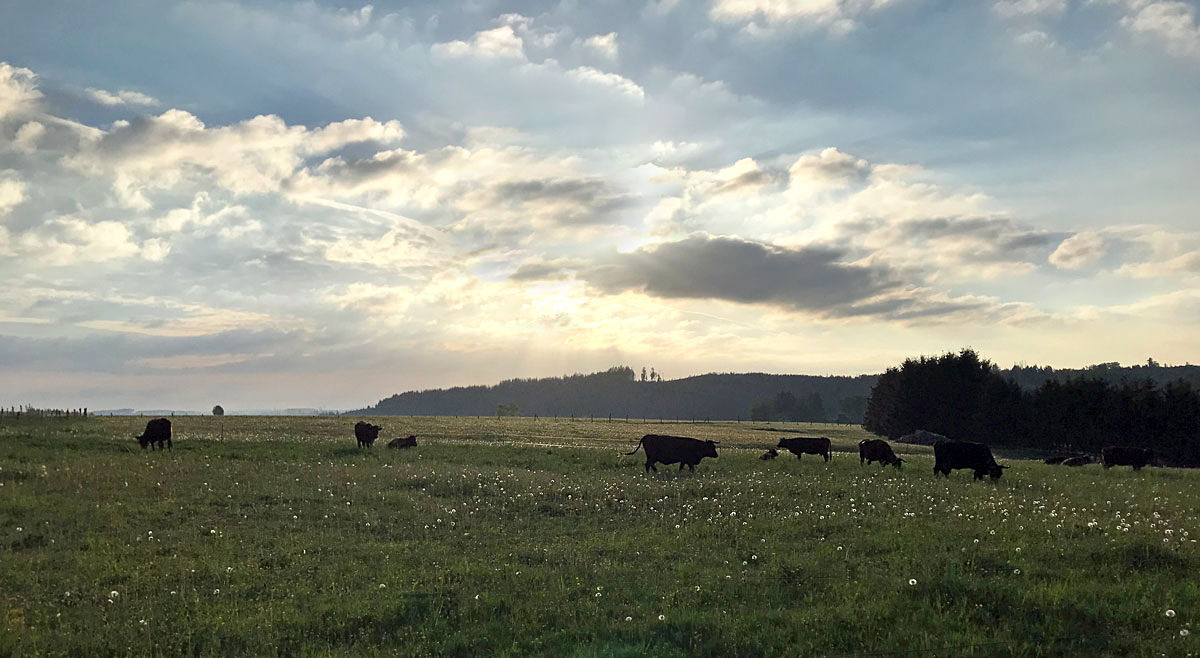 Früh am Morgen auf der Weide...