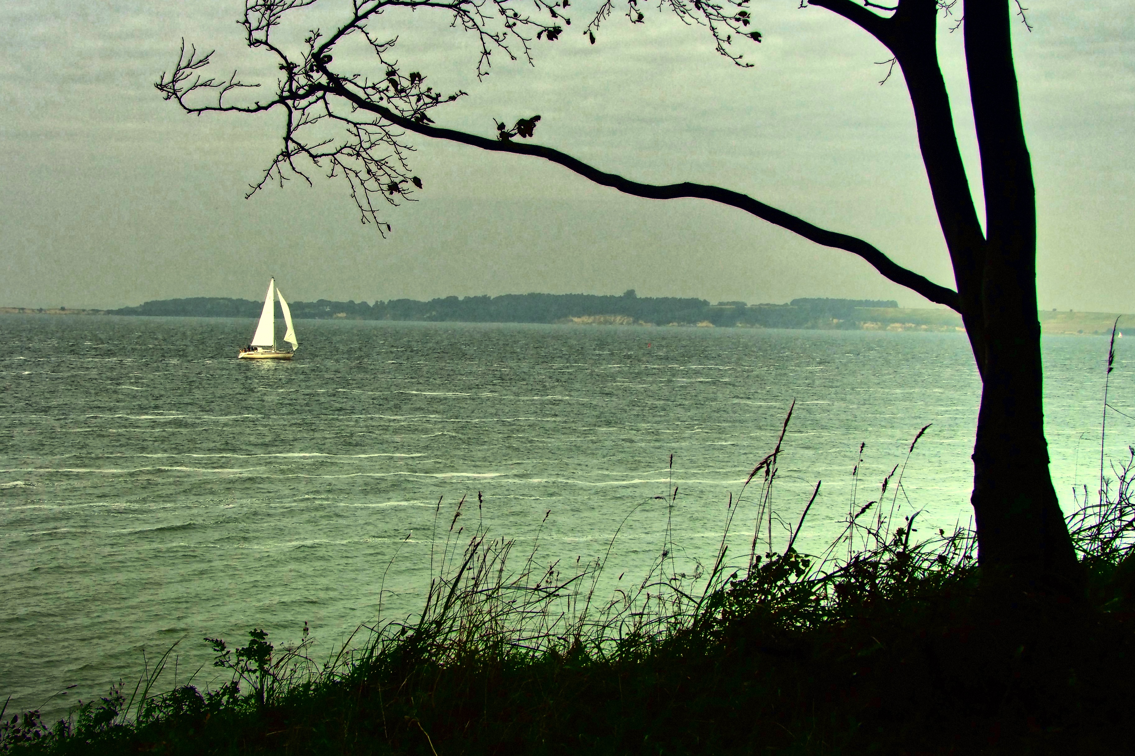 sailing home