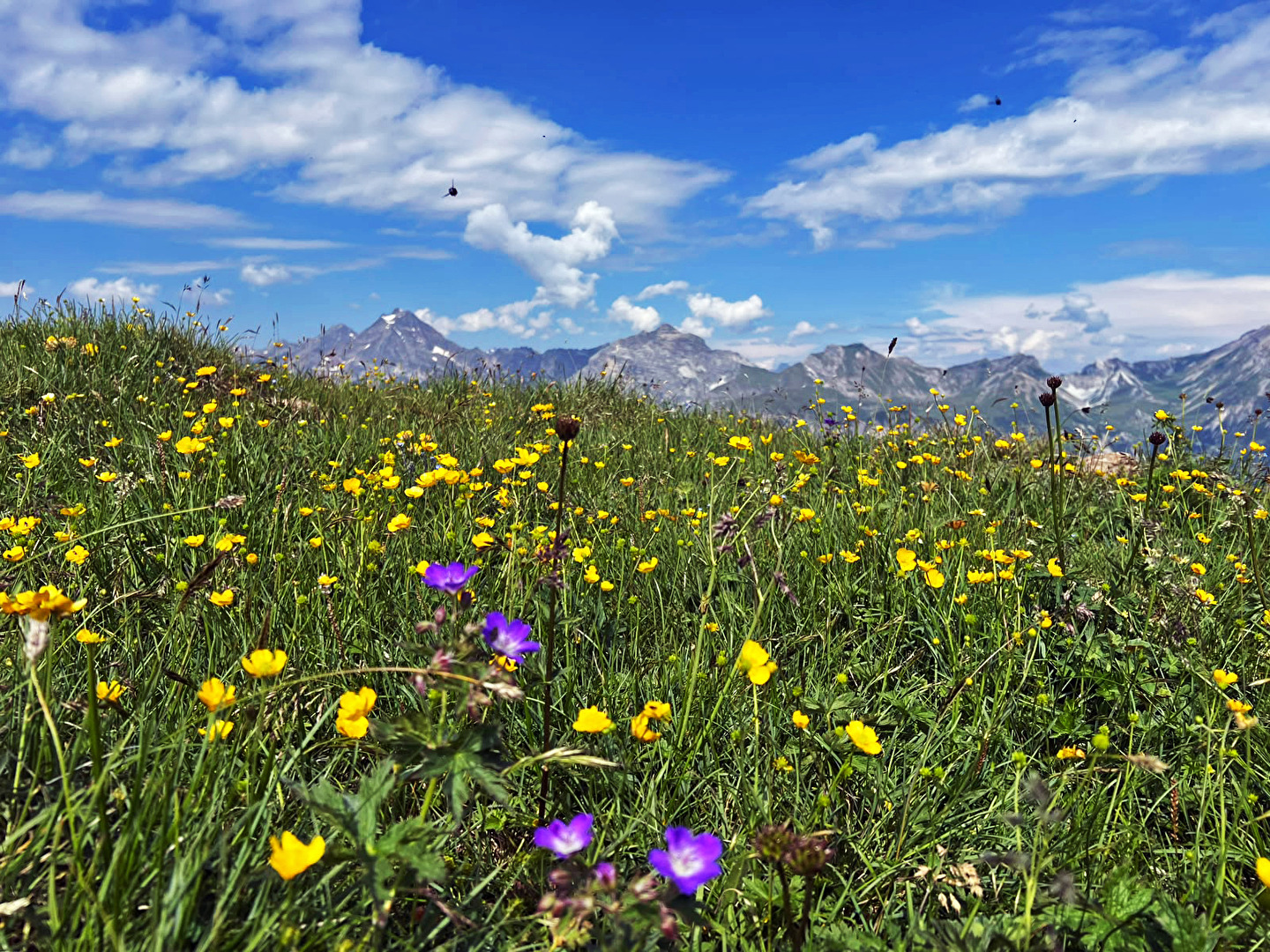 Alpine meadow