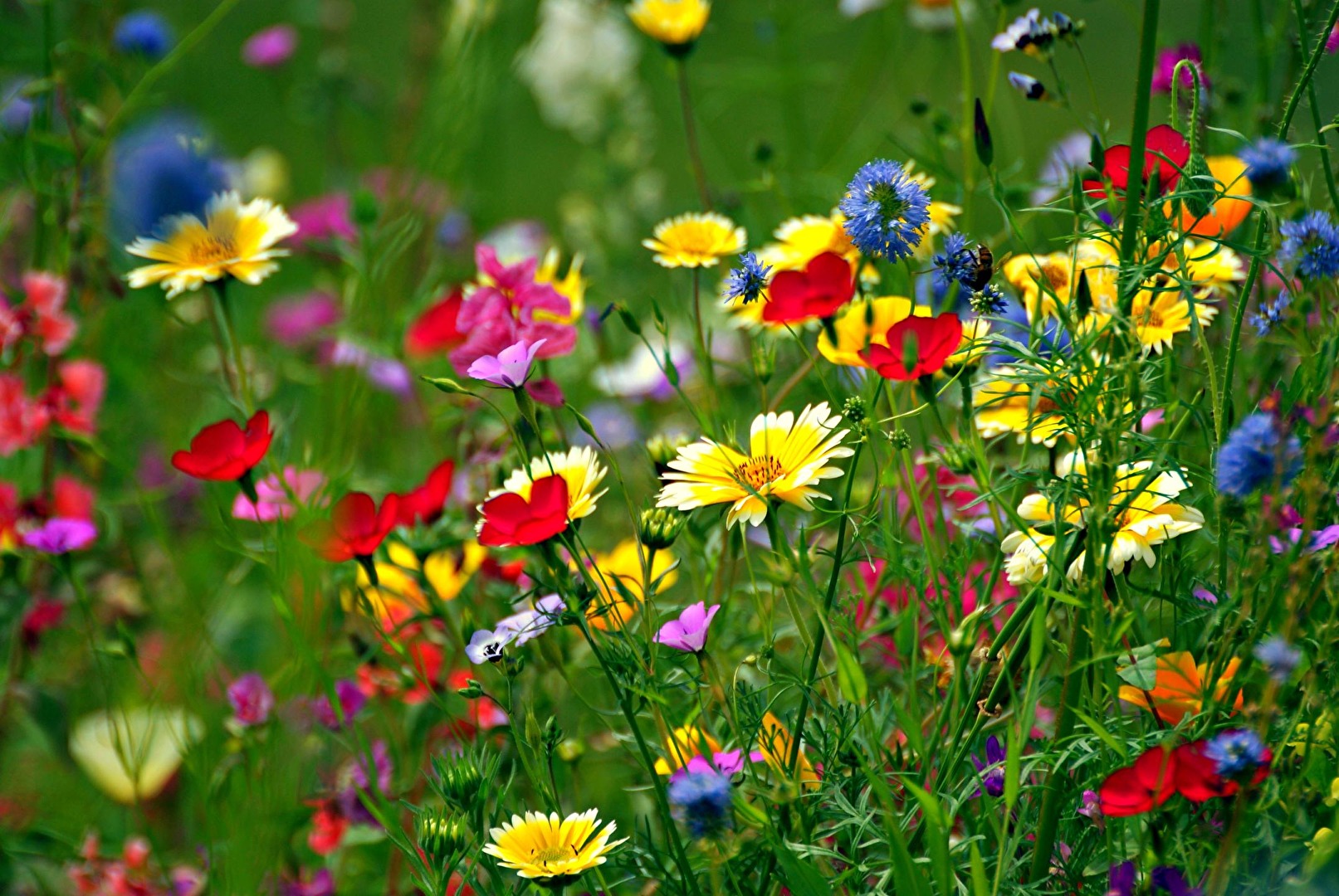 Sommerwiese