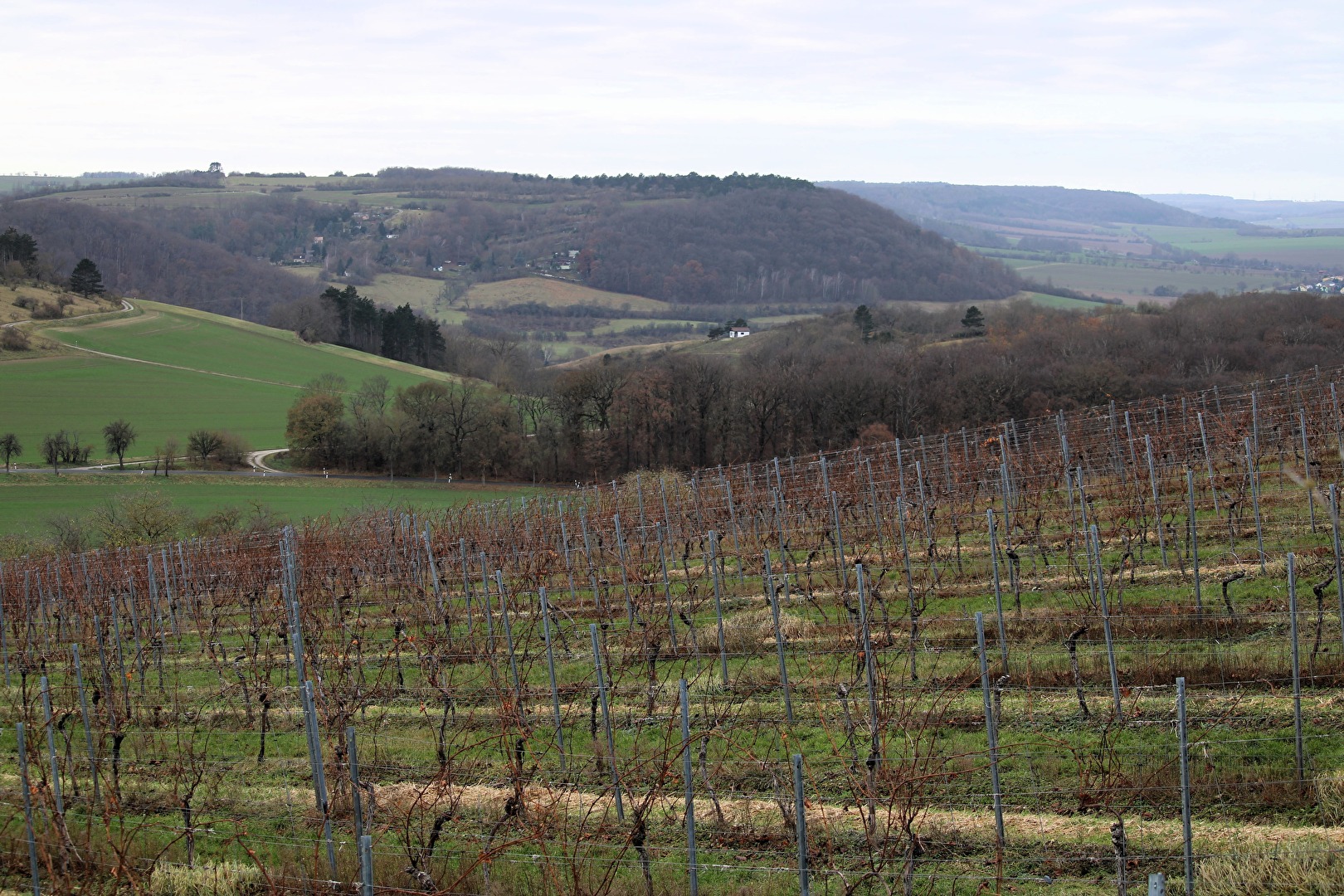 Blick vom Weinberg