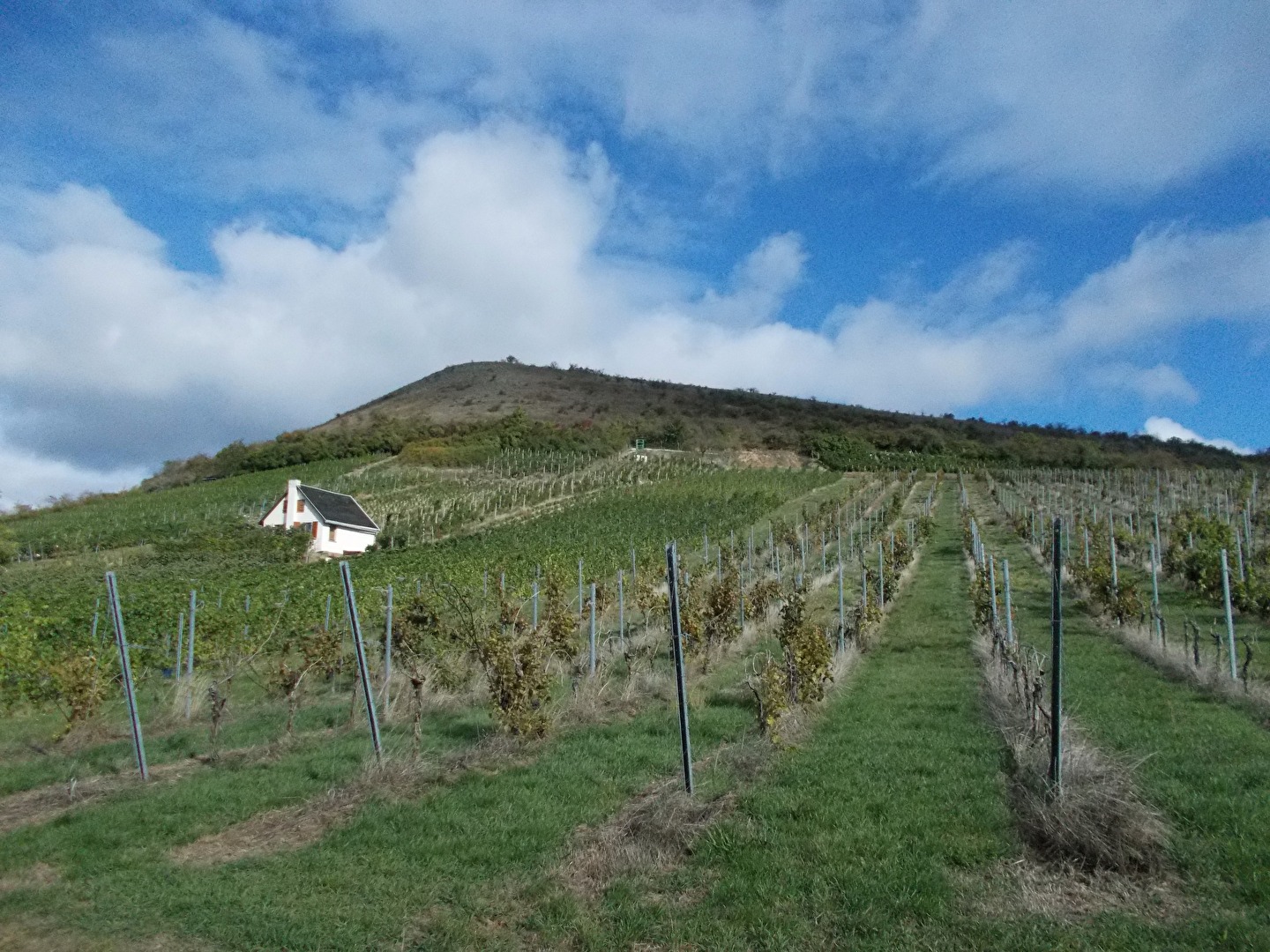 Weinanbau am Nüssenberg