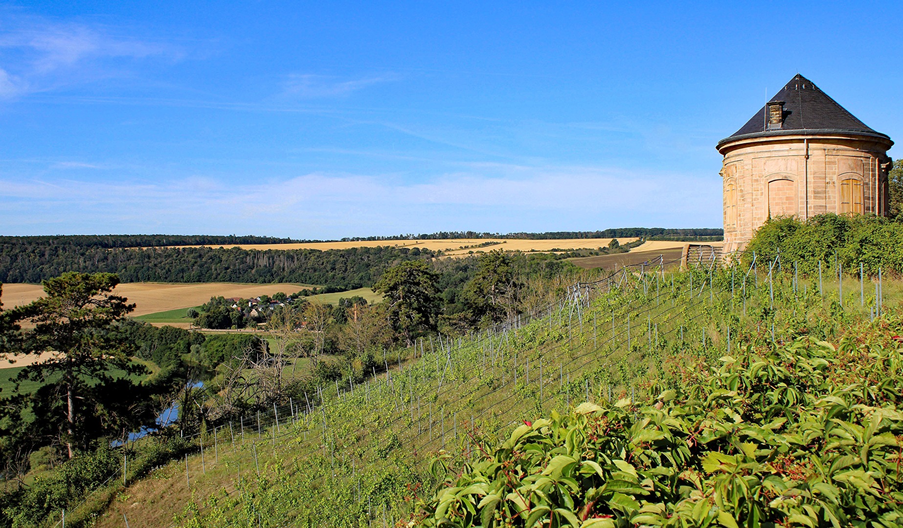 Der Weinberg vom Schloss Vitzenburg (3)