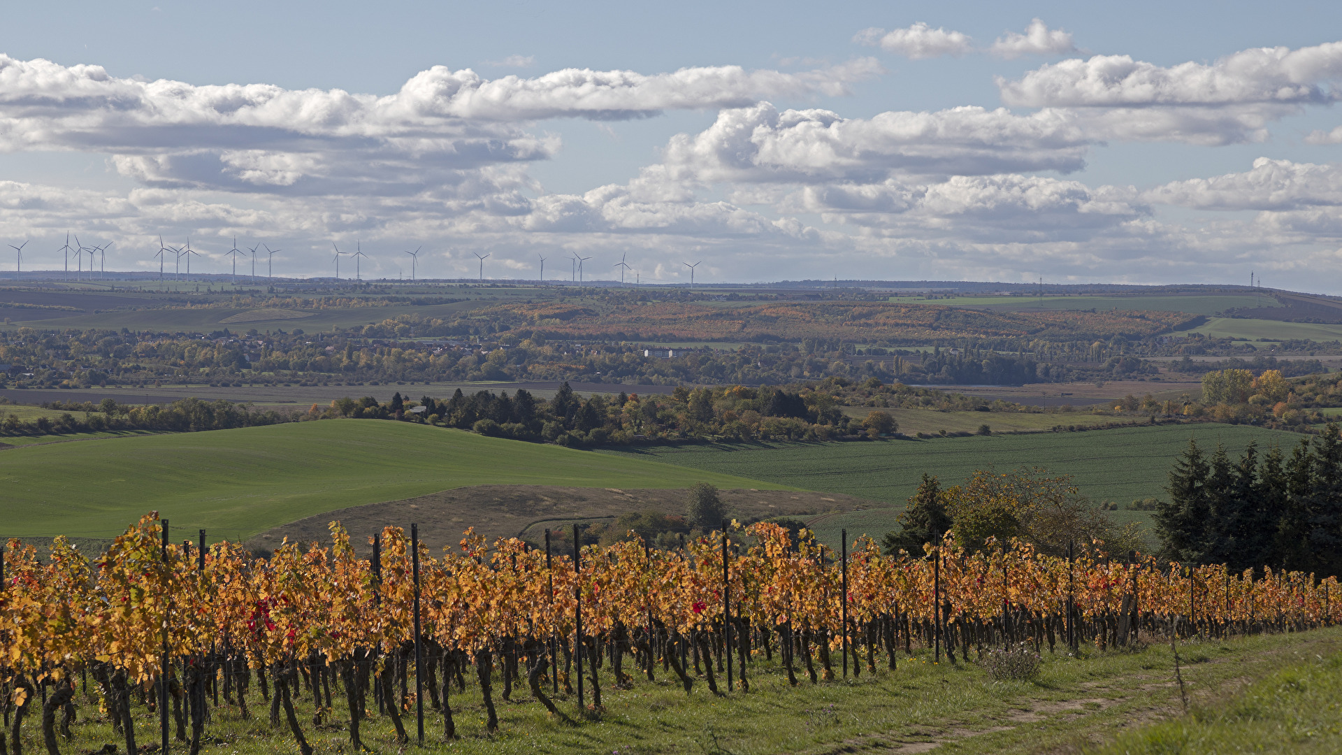 In den Weinbergen von Höhnstedt