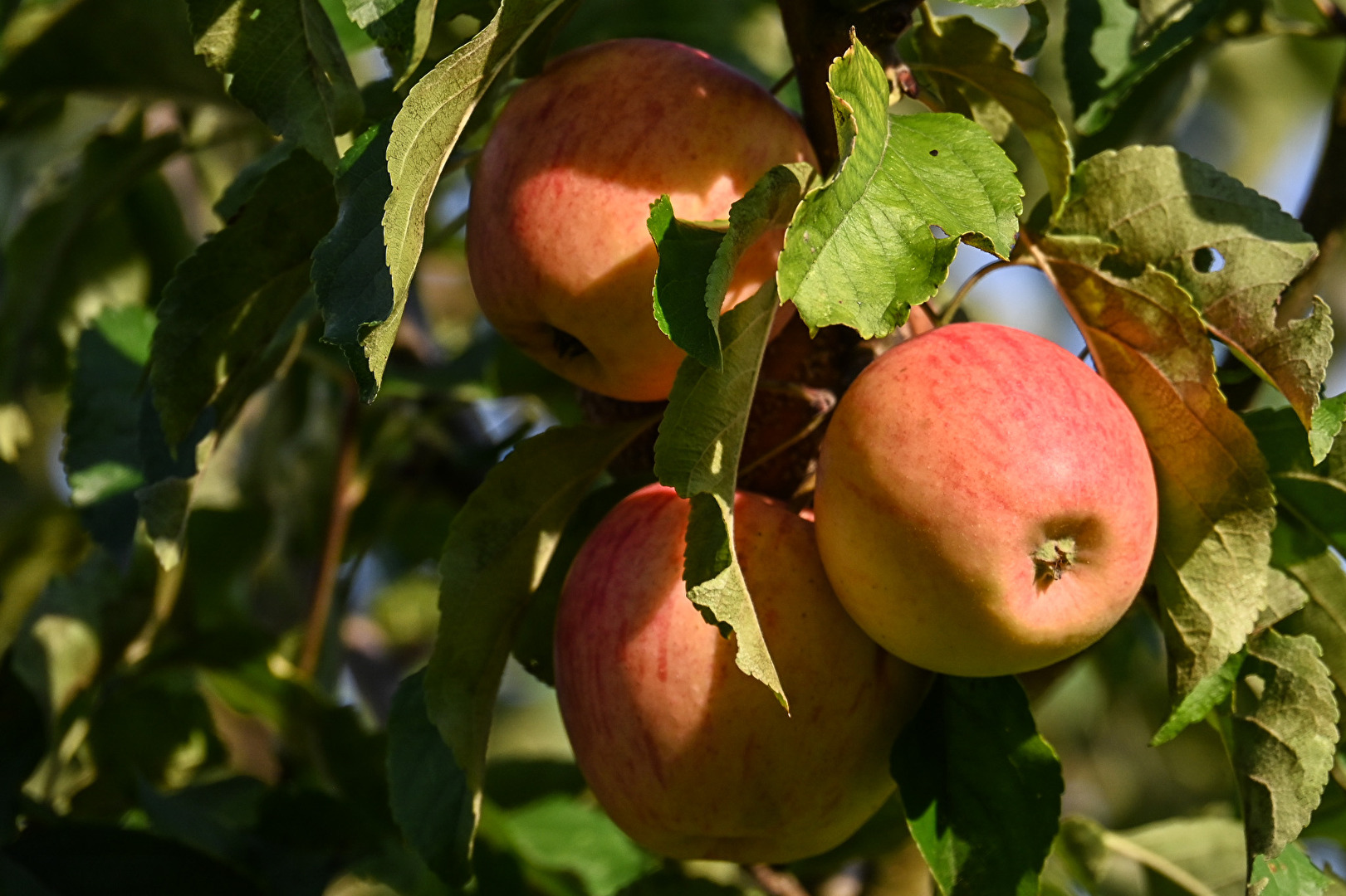 Sonnenäpfel