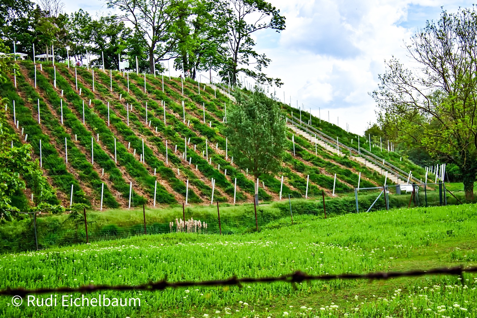 Vineyard