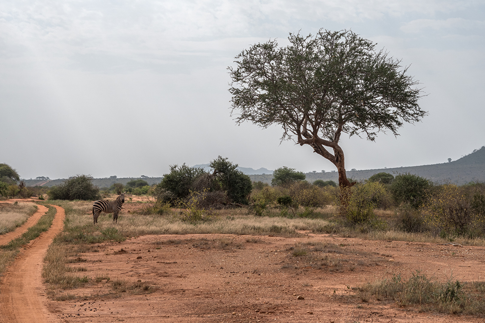 Tsavo National-Park in Kenia