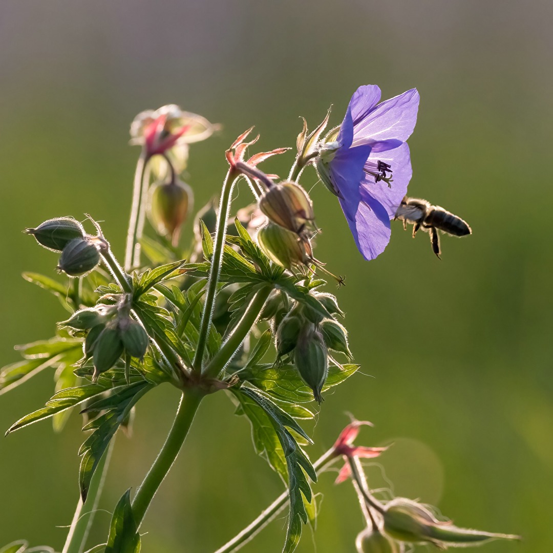 Blumenwiese