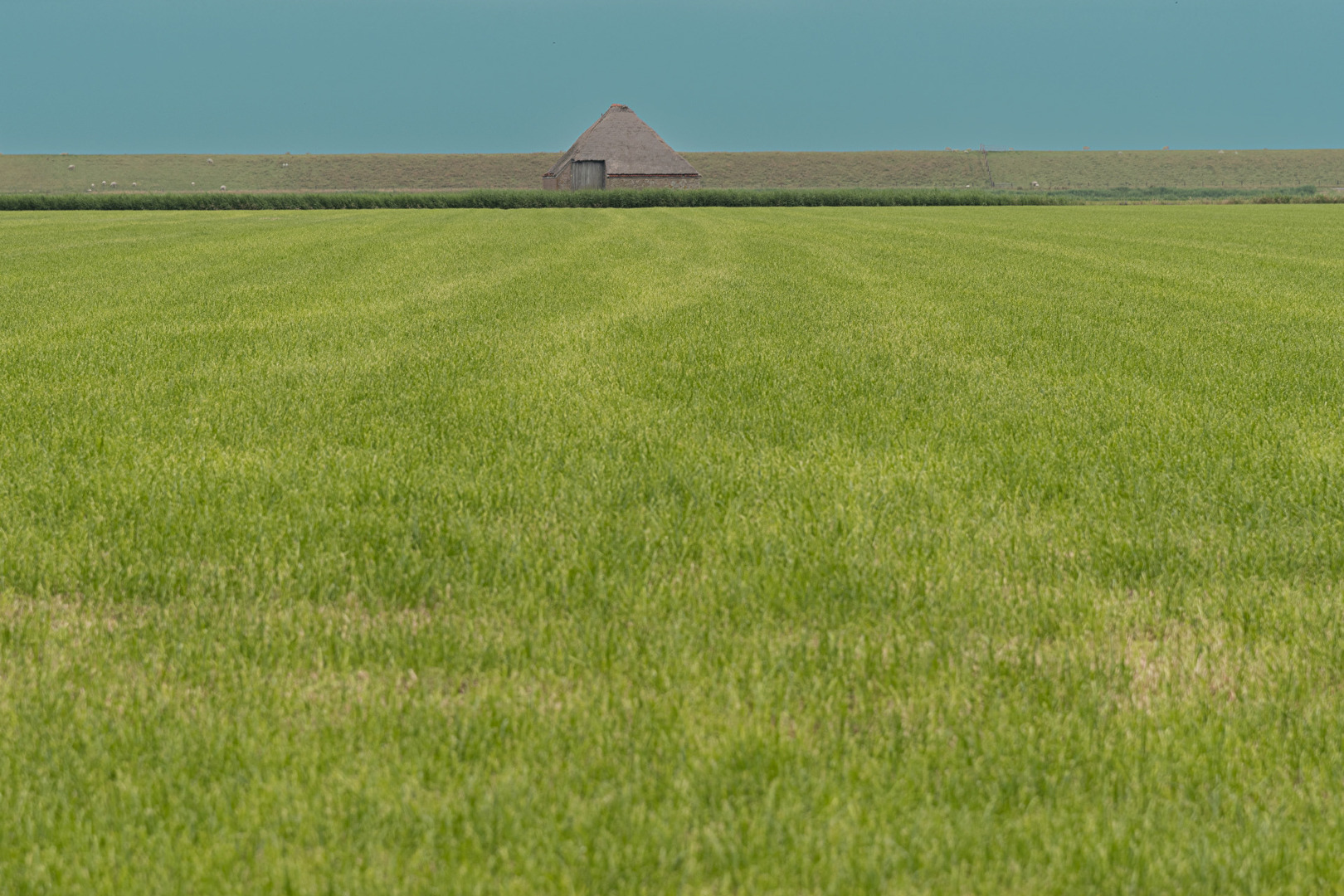 Texel