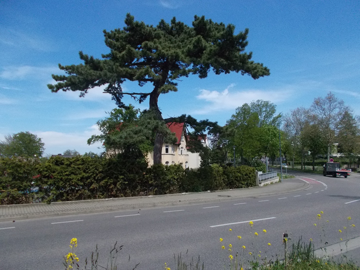 Der Baum an der Straße