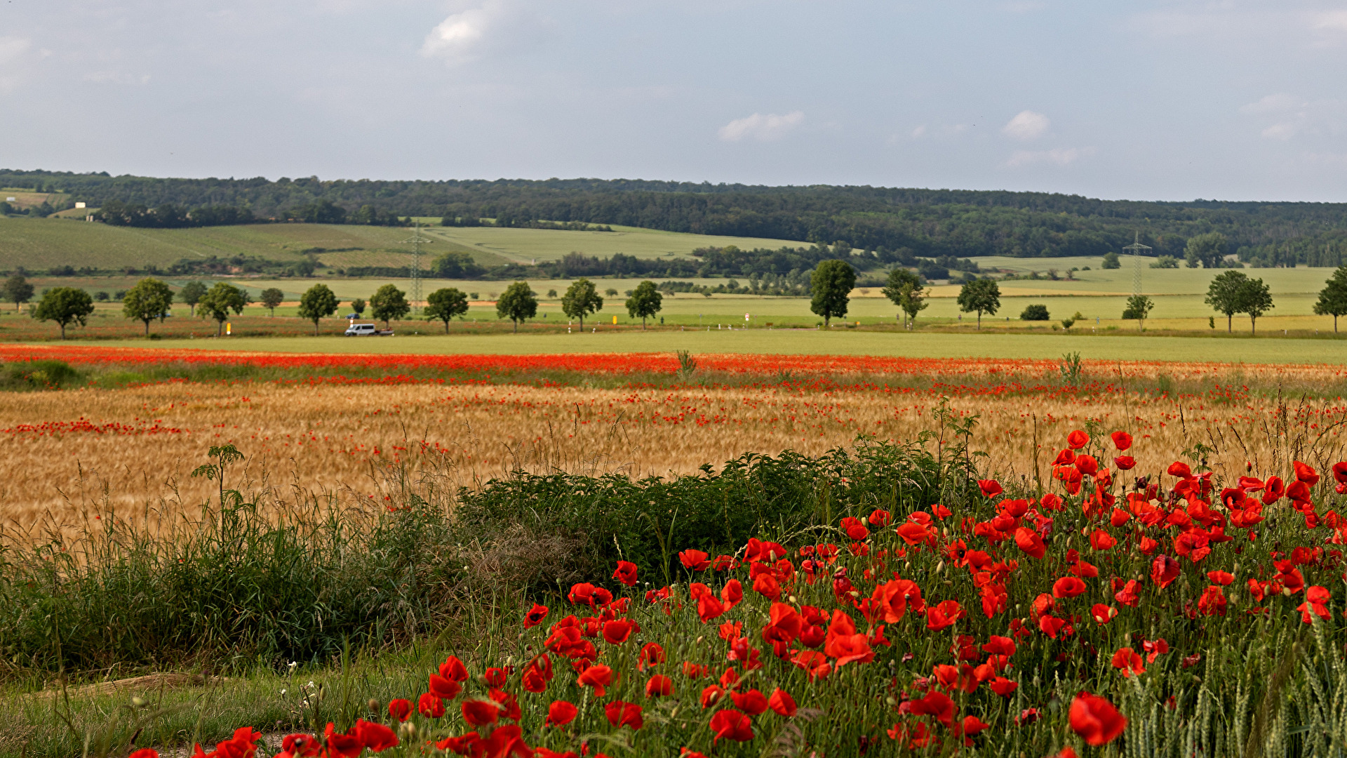 Alles in Rot bei Wiesen und Felder im Saale Unstrut Tal