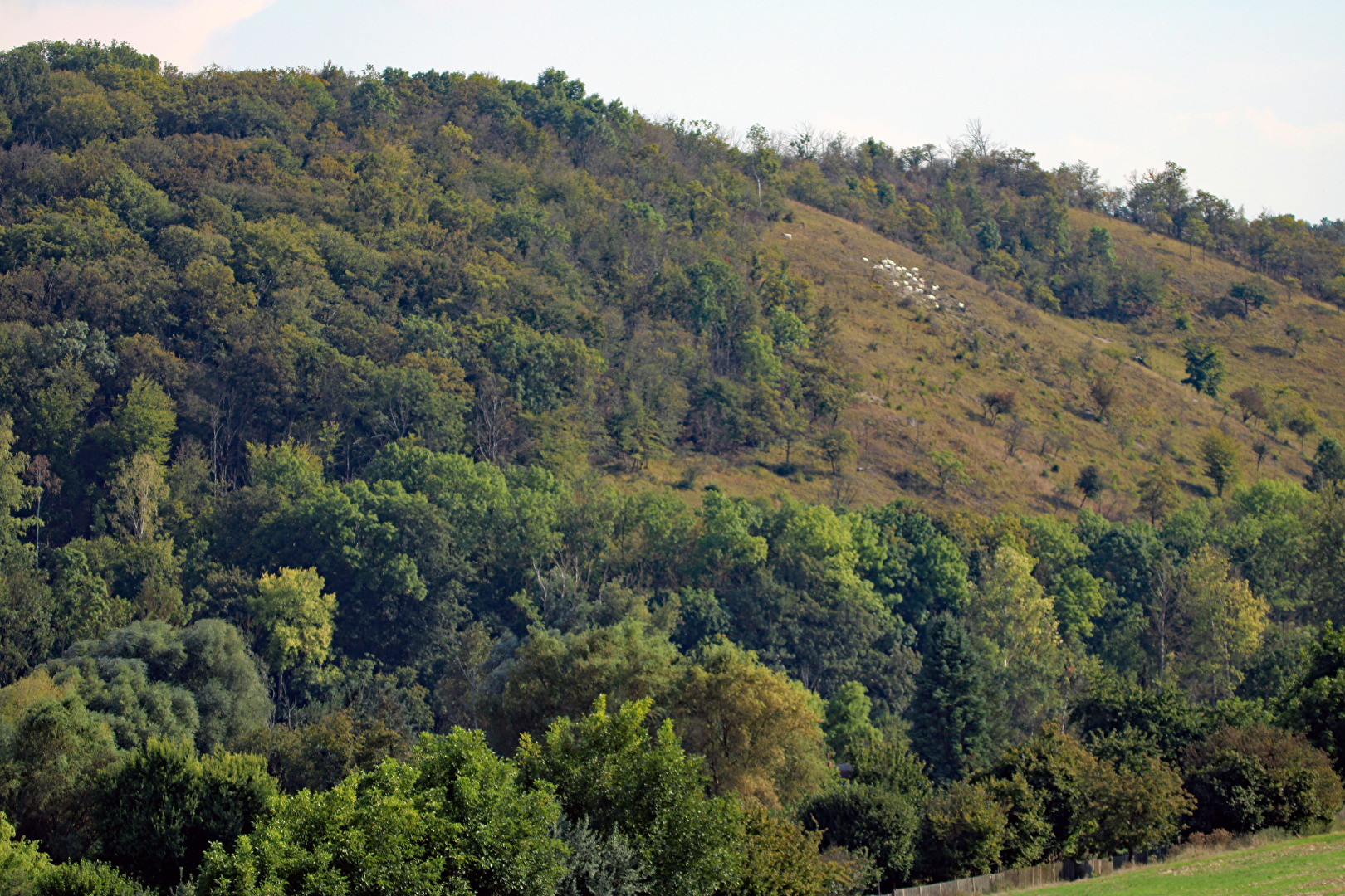 NSG "Tote Täler" südwestlich von Freyburg (Unstrut)