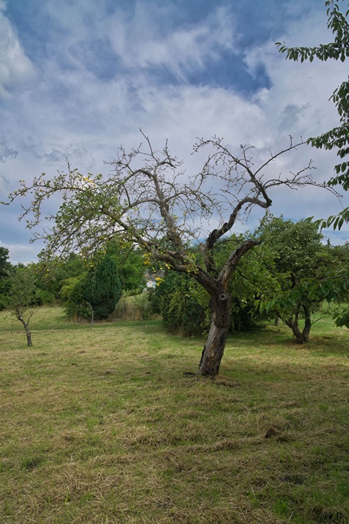 Alte Streuobstwiese