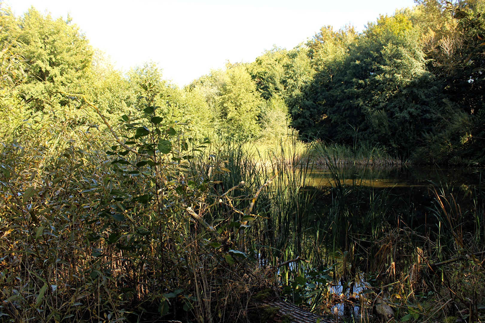 Ein schattiger Platz am Wasser