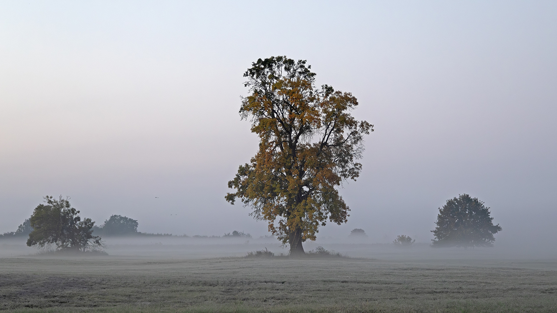 Frühnebel
