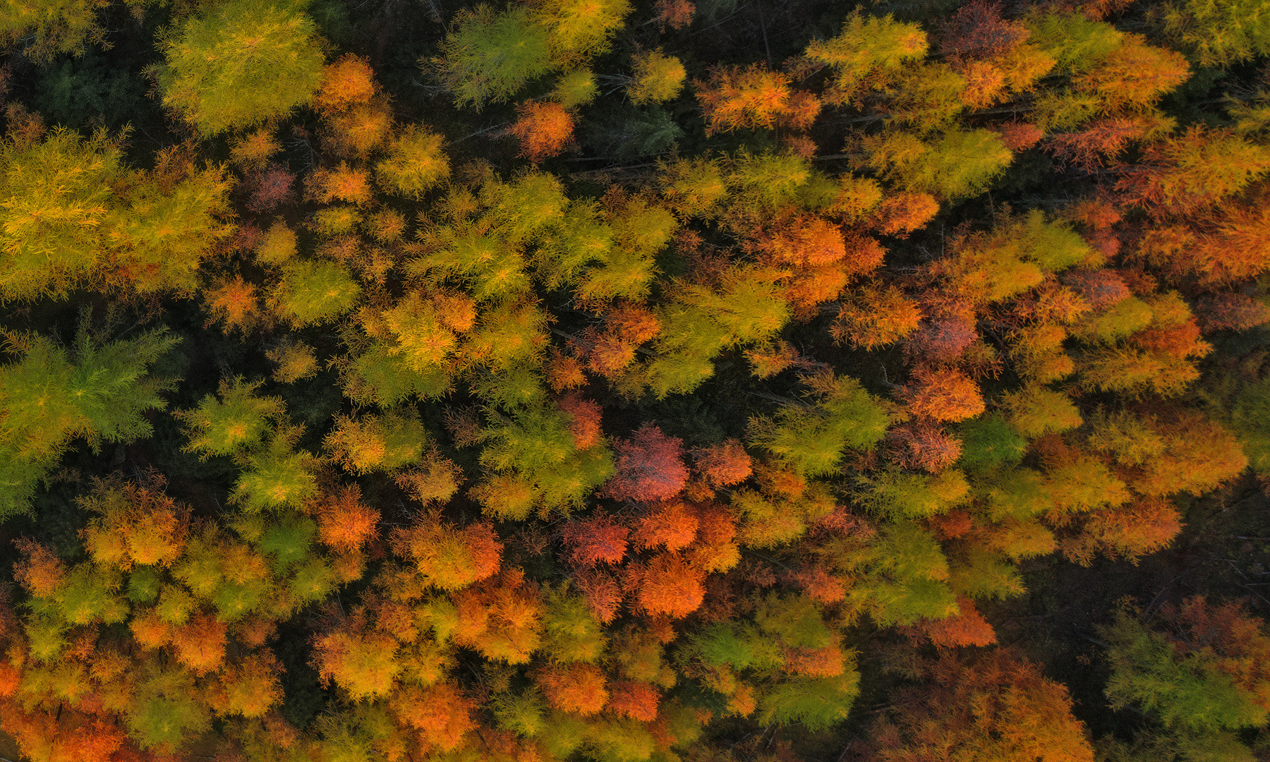 Lärchenwald von oben