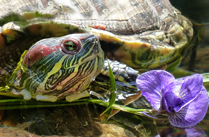 Wasserschildkröte