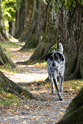 Hund im Wald