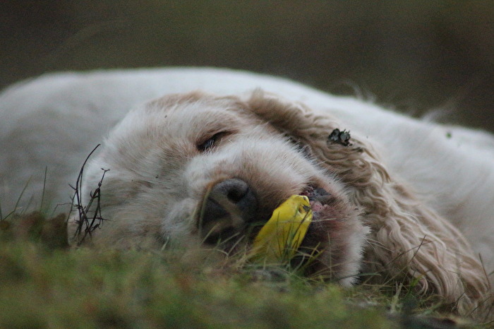 Krümel und Ball