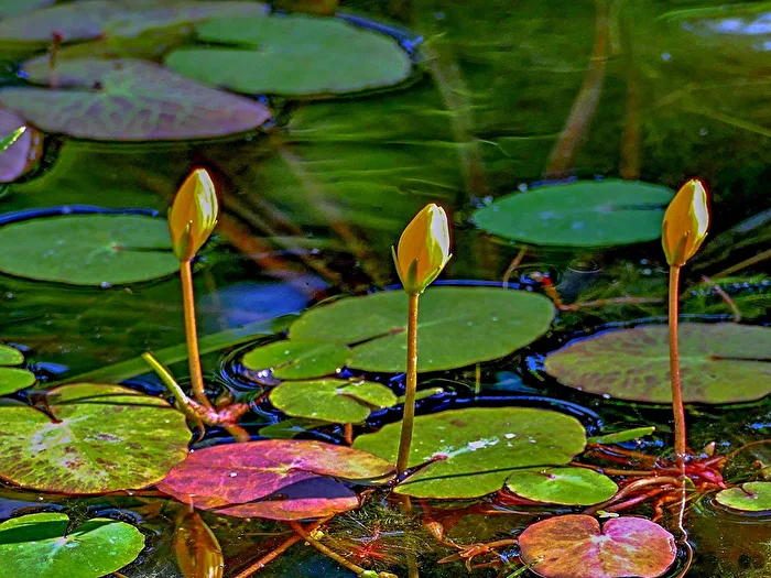 Knospen der gelben Teichrose