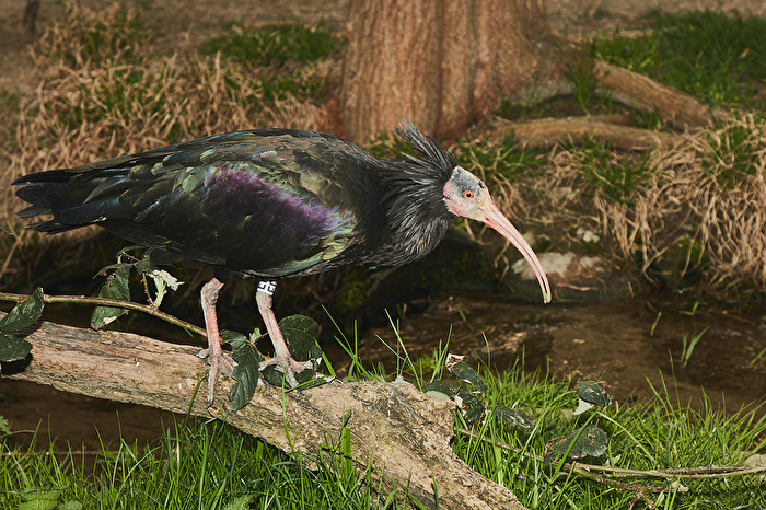 Waldrapp, Bald Ibis