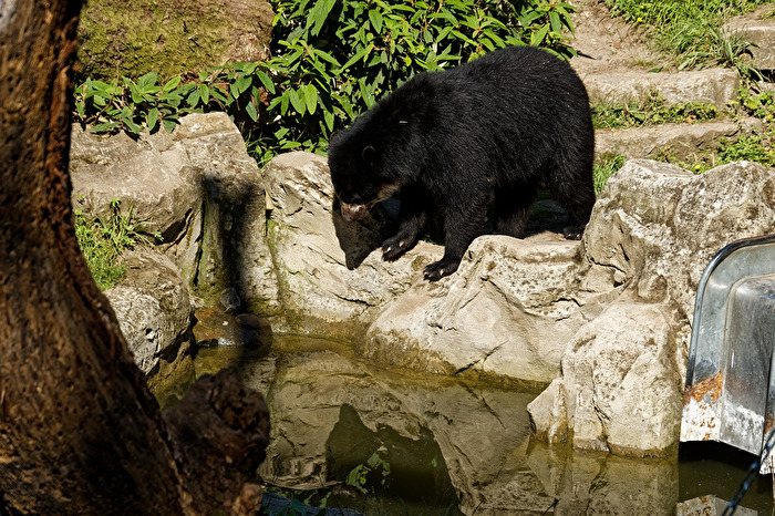 Brillenbär