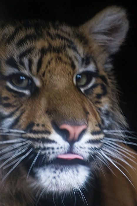 junger Tiger