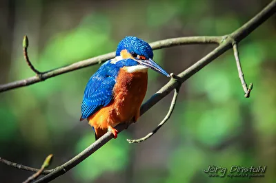 Eisvogel